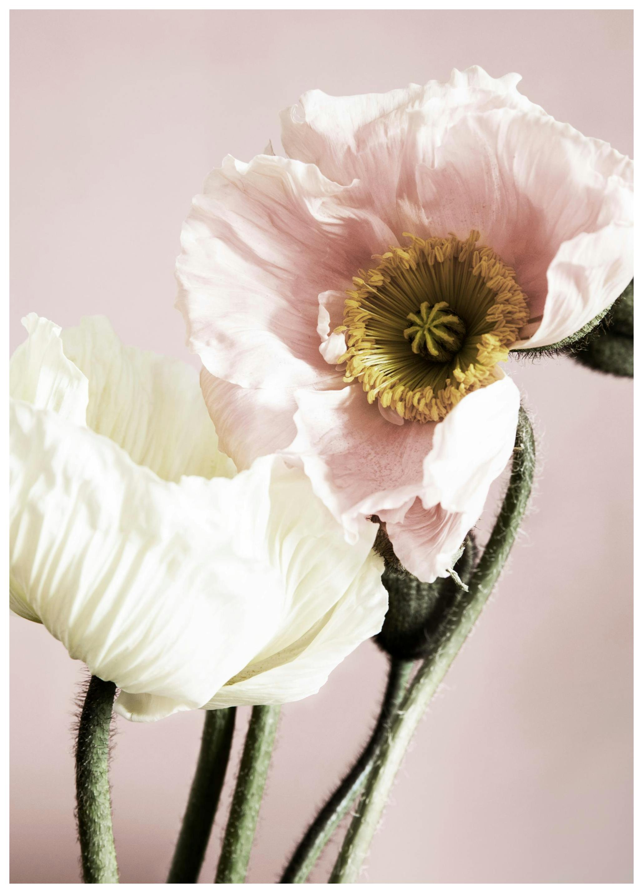 Prints Poppies on Pink Poster (50x70 cm) - Poster Store