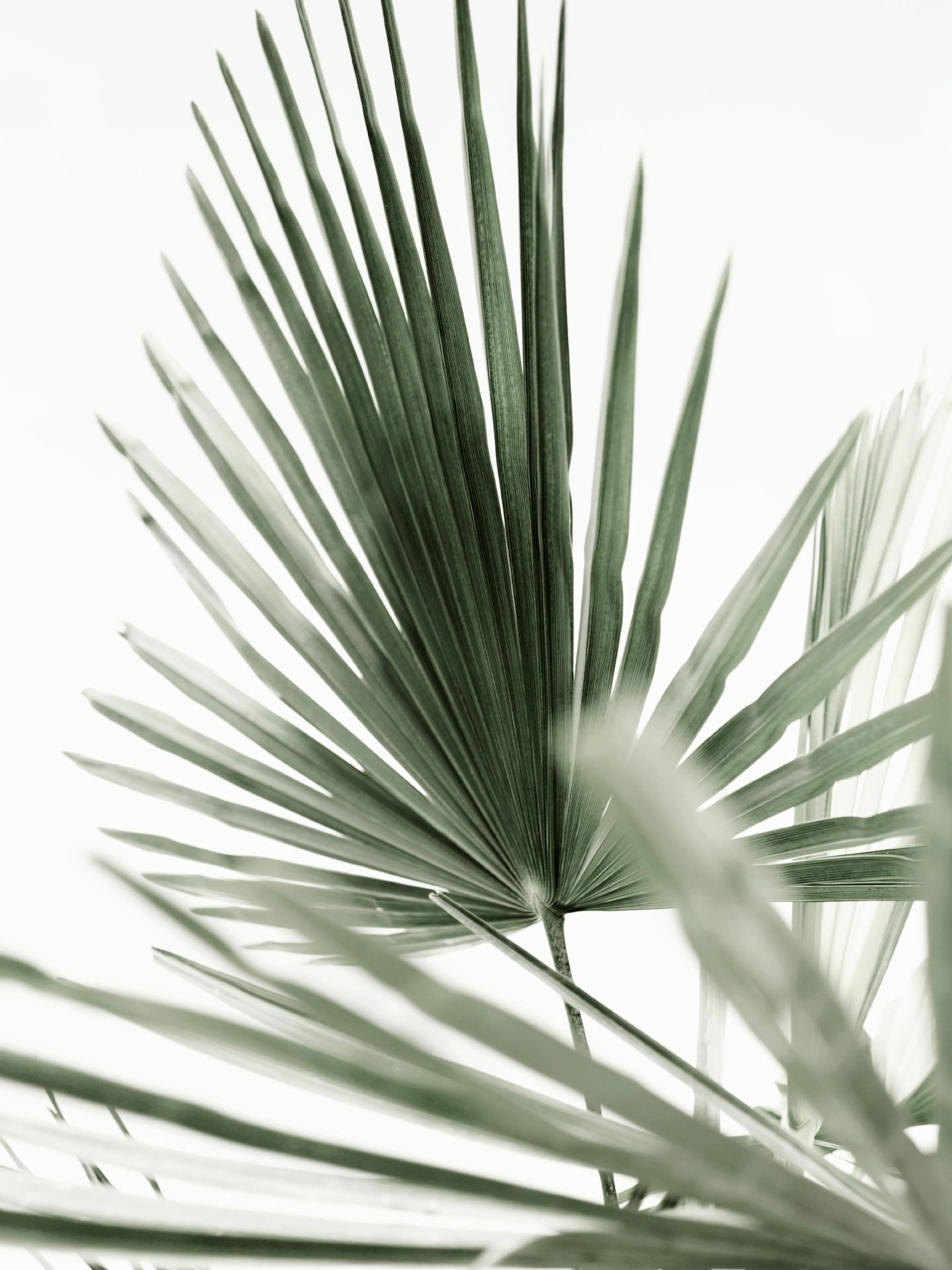 A poster featuring a close-up of green palm fronds with a bright, soft white background.