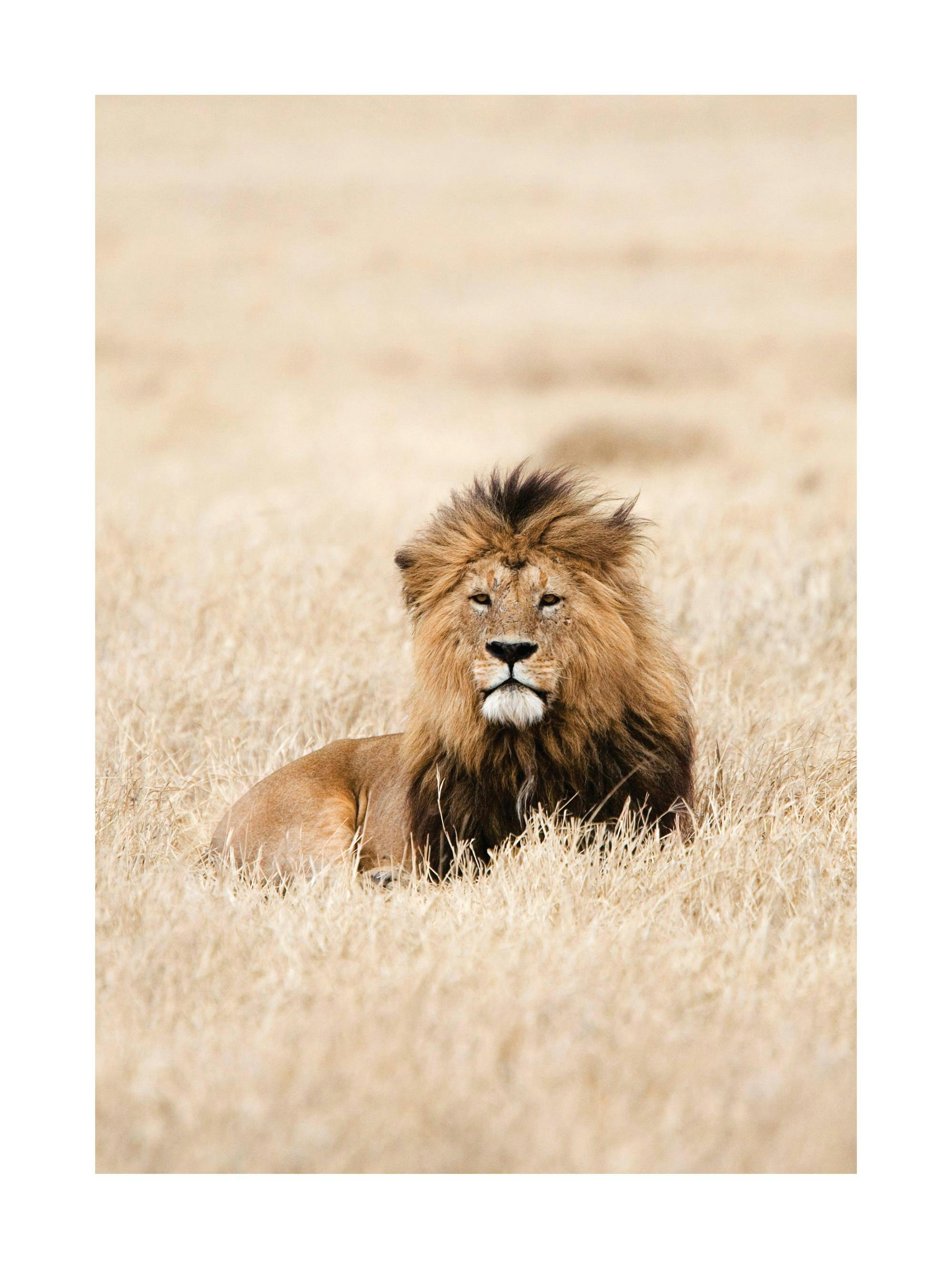 Poster van een majestueuze leeuw met volle manen, liggend in geelbruin gras.