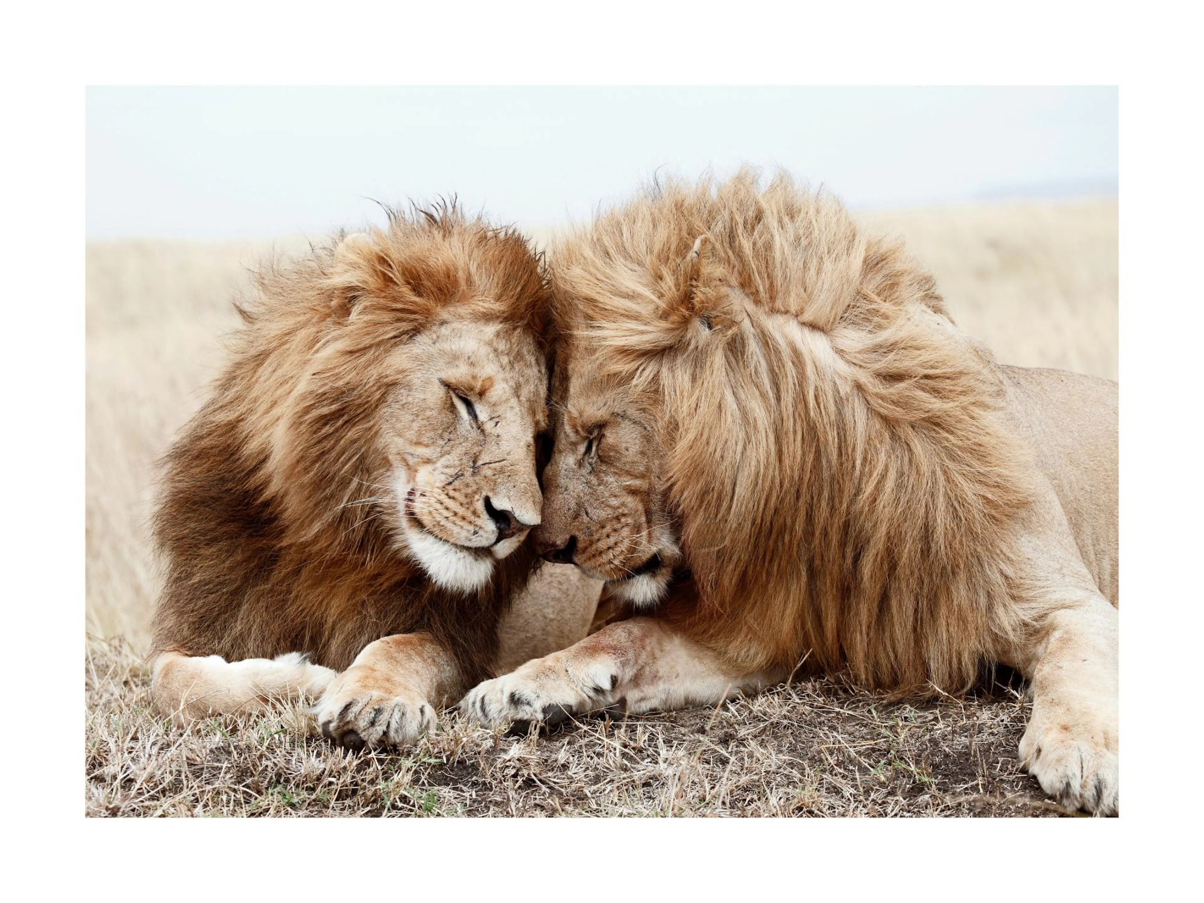 Póster de dos leones machos de melena amarilla-marrón recostados en la hierba, uno acariciándose la cabeza con el otro.