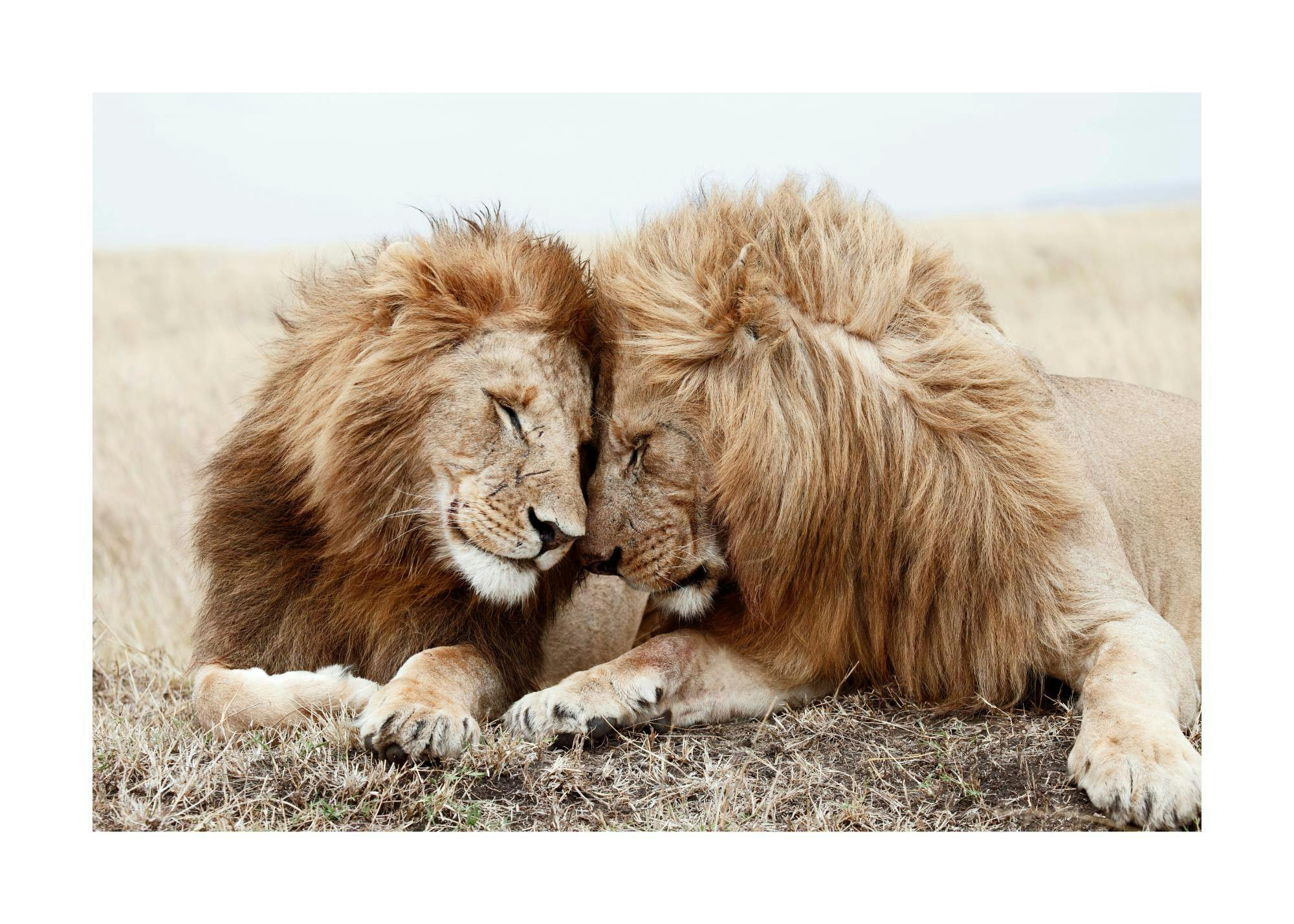 Un poster représentant deux lions aux crinières claires et foncées, se blottissant lun contre lautre dans lherbe sèche.