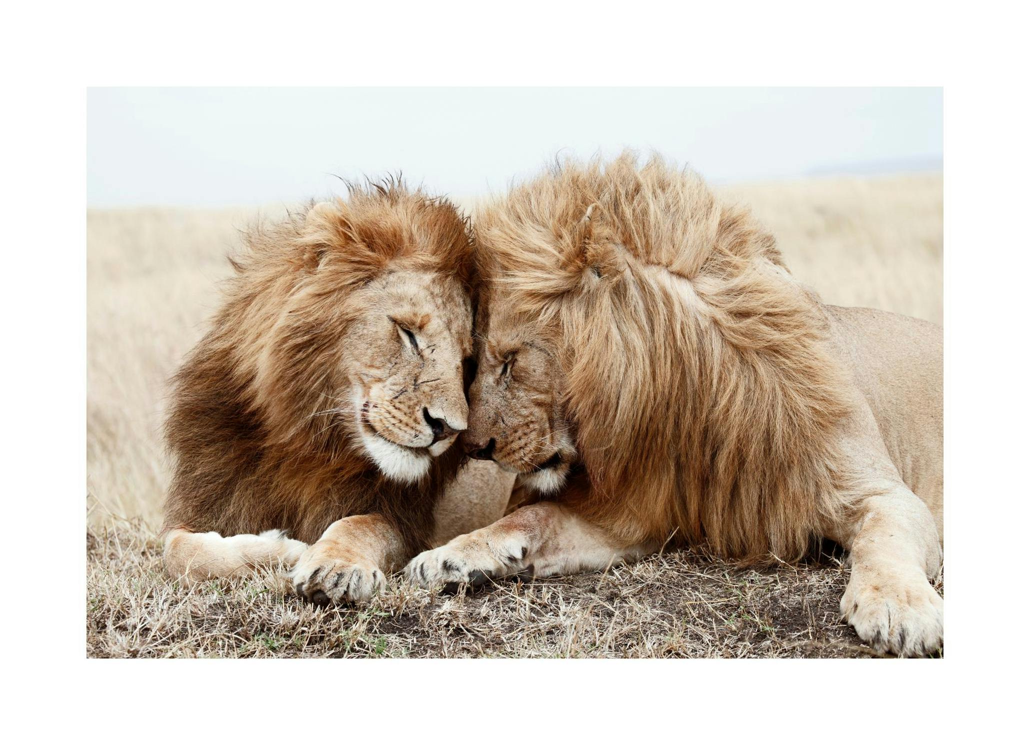Lion Brothers Poster (21x30 cm) - Poster Store