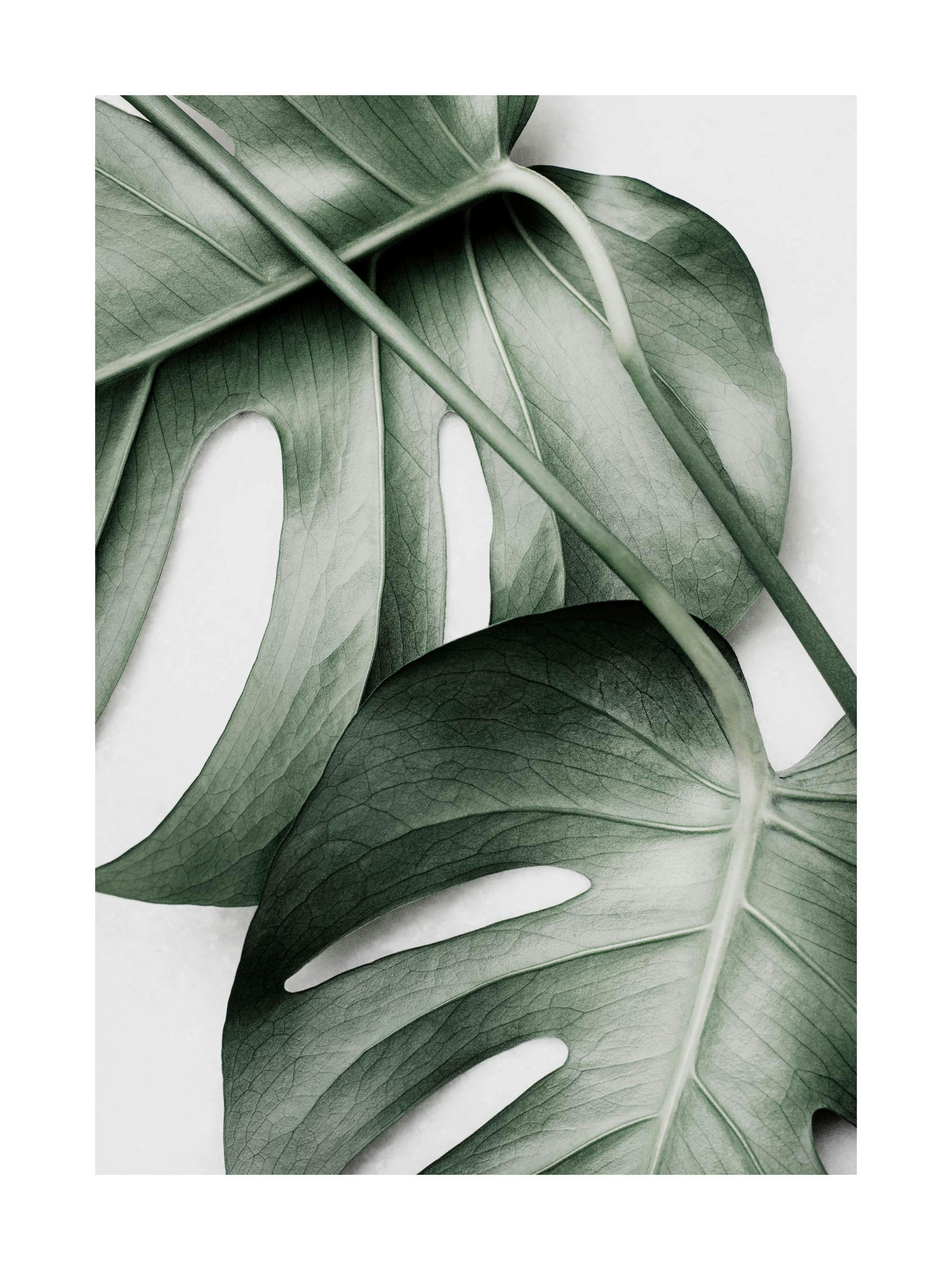 A close-up poster of a vibrant green monstera deliciosa leaf, showcasing its natural texture and splits.