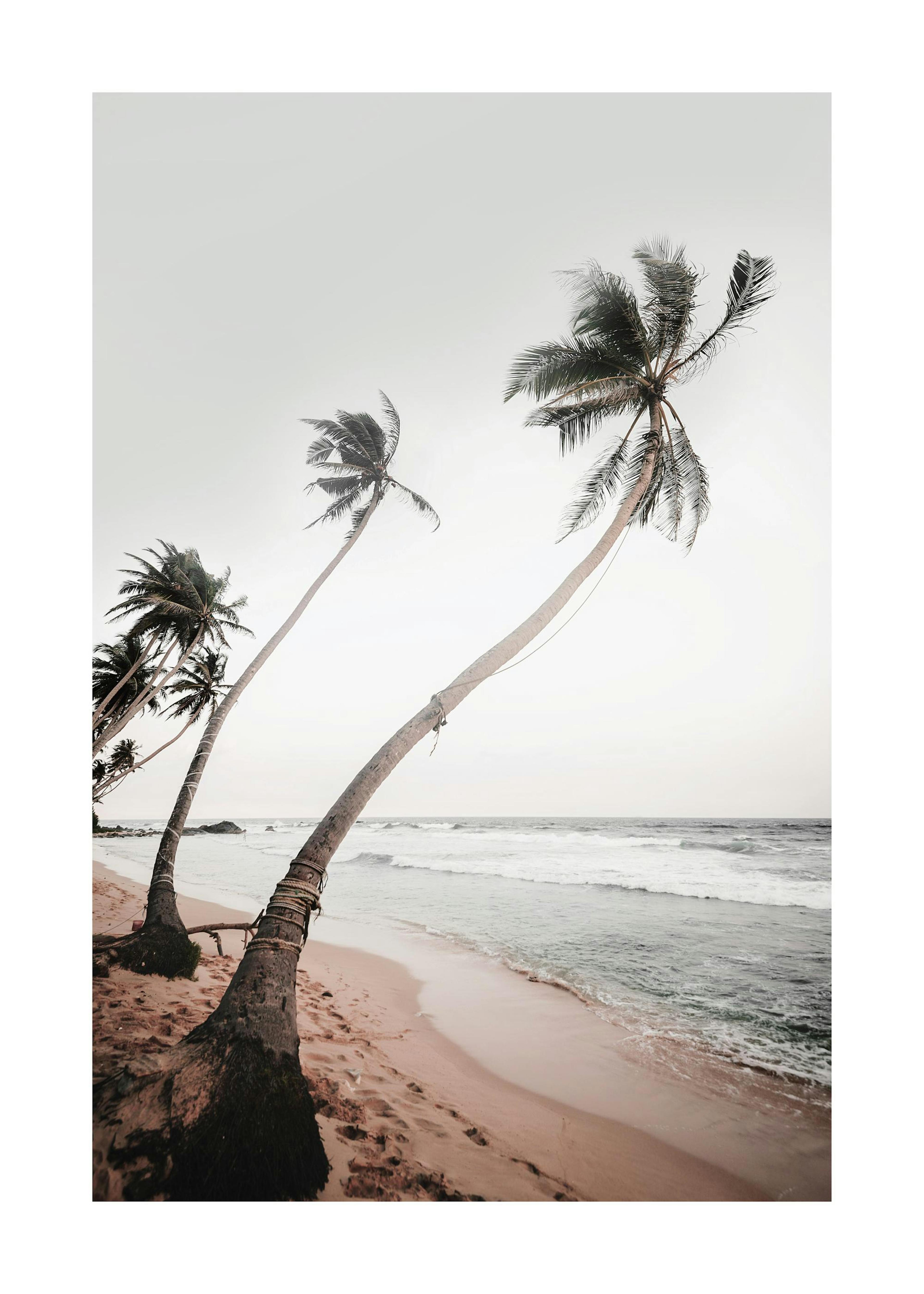 Sri Lanka Palms Poster 0