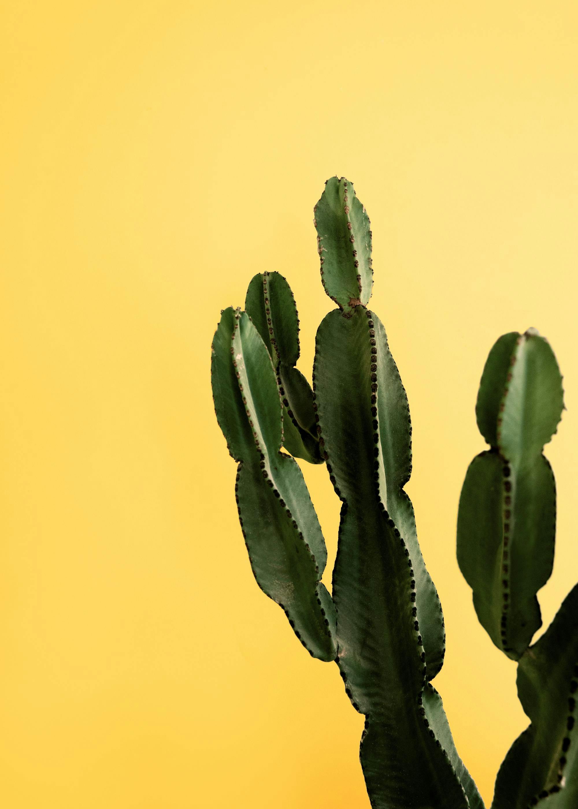 Poster dun cactus vert foncé avec des épines sombres sur un fond jaune vif.