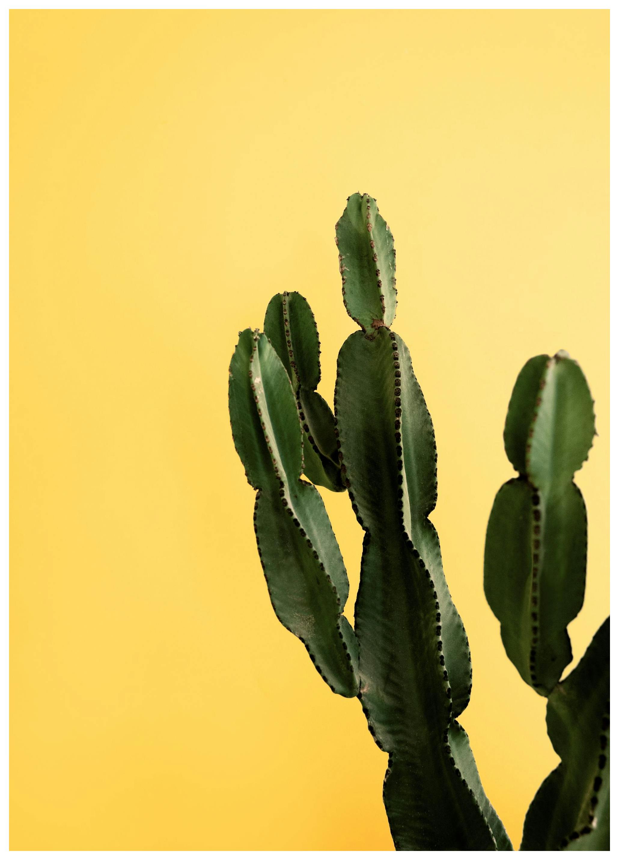 Yellow Cactus Poster (30x40 cm) - Poster Store