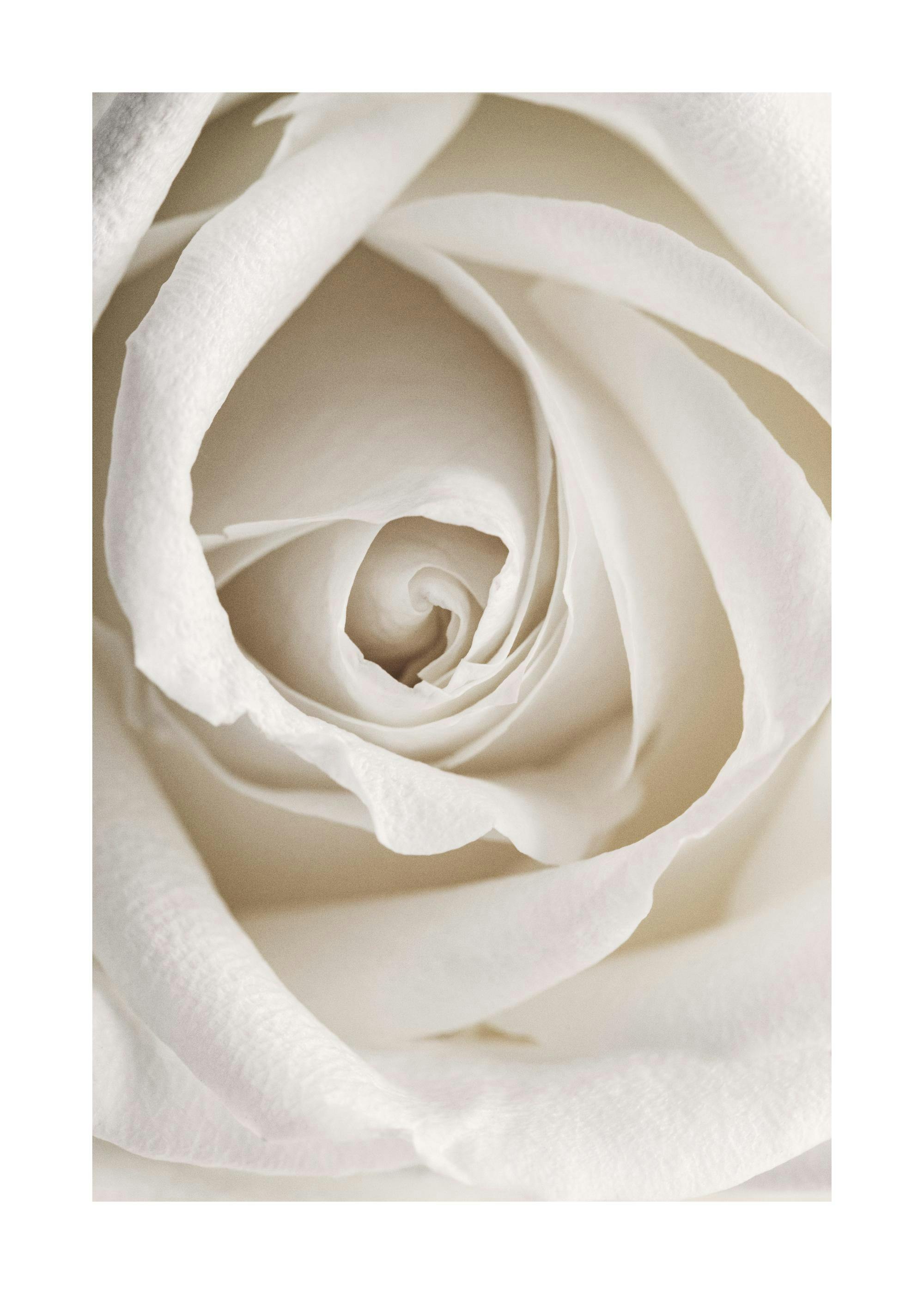 A poster featuring a close-up of a white rose, with petals unfolding towards the soft, light centre.