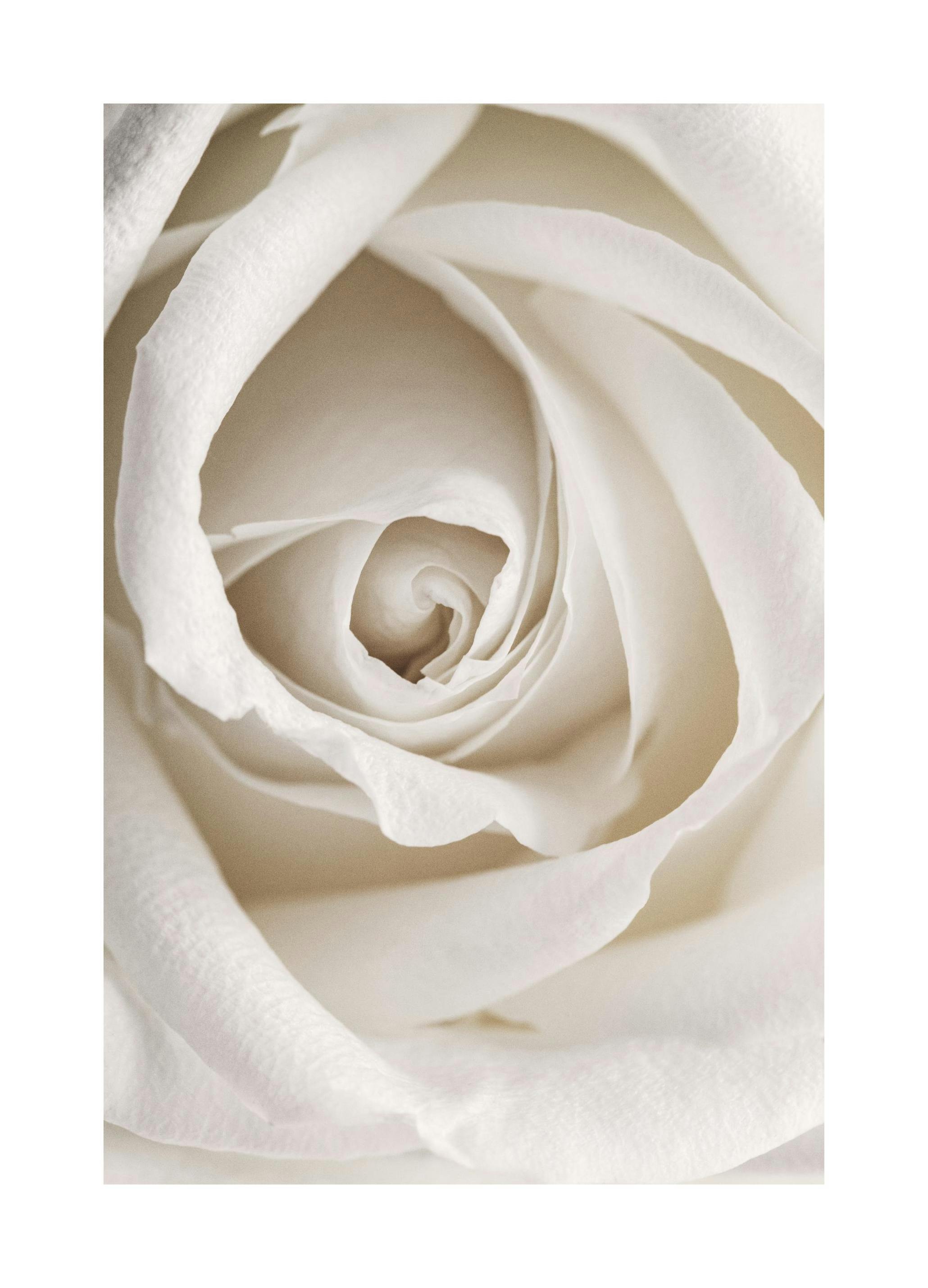 Rosa Pallido Poster (50x70 cm) - Poster Store
