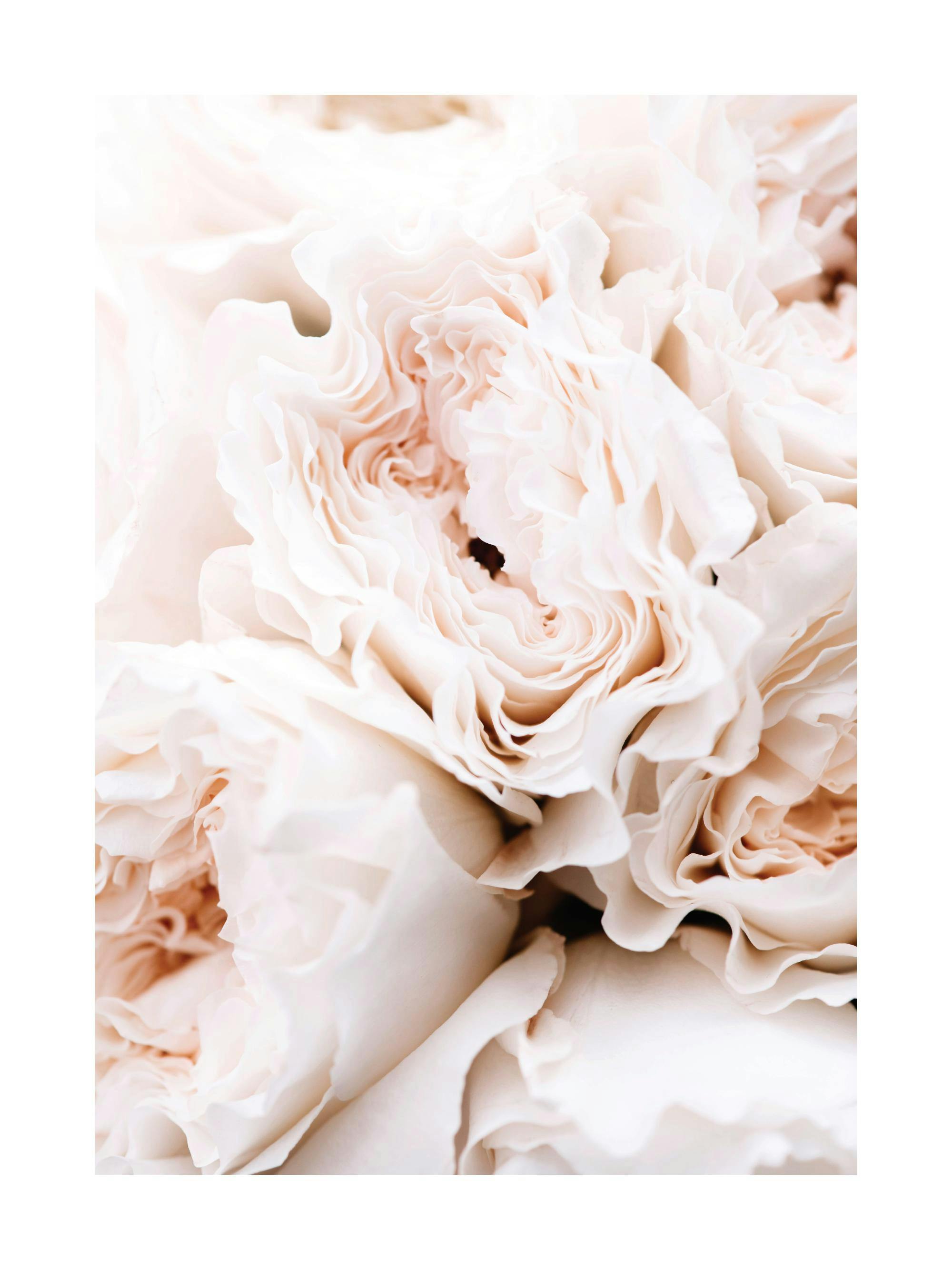 Plakat przedstawiający detale delikatnych, kremowych płatków różowych piwonii.