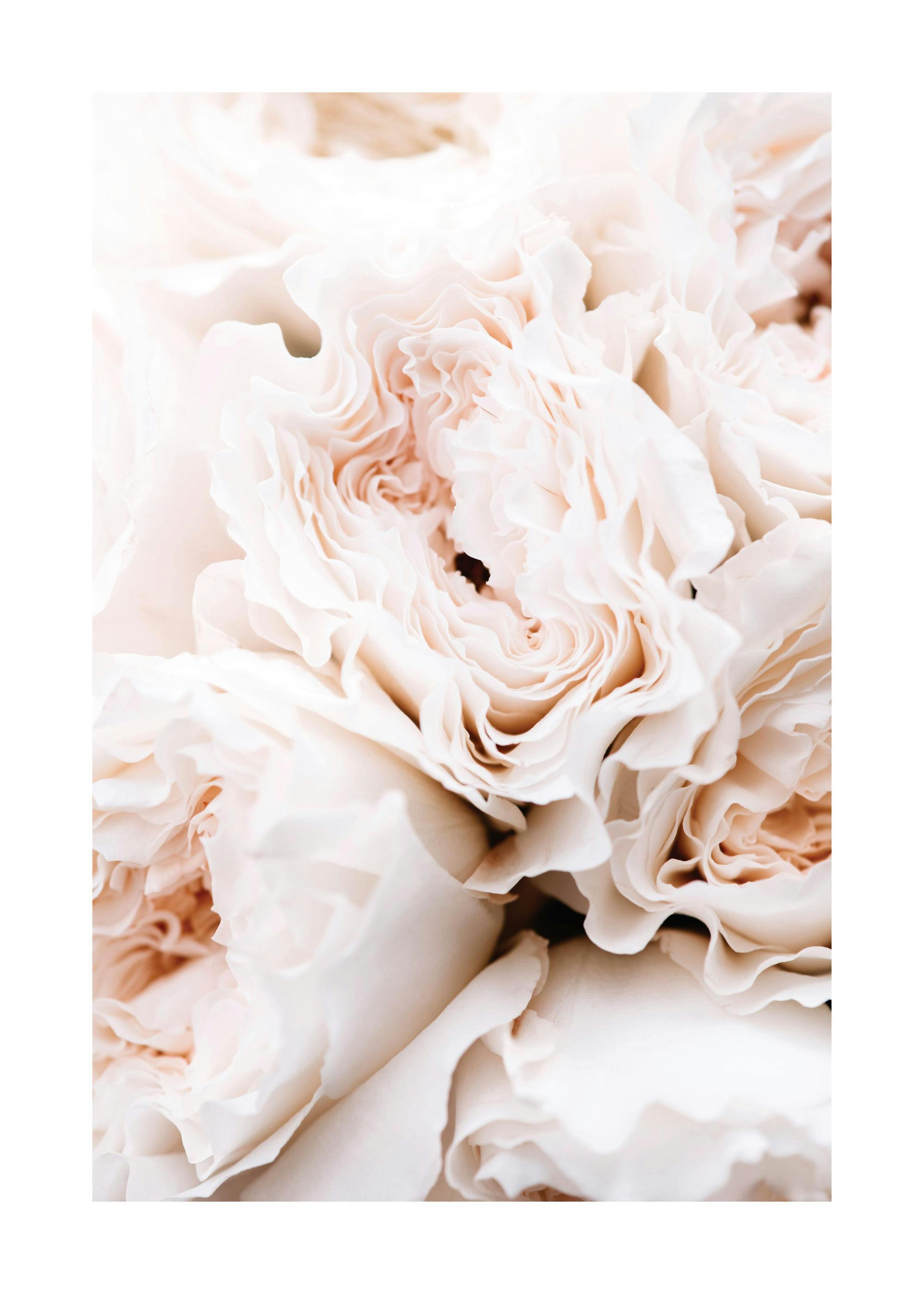 Blossoming Roses Poster 0