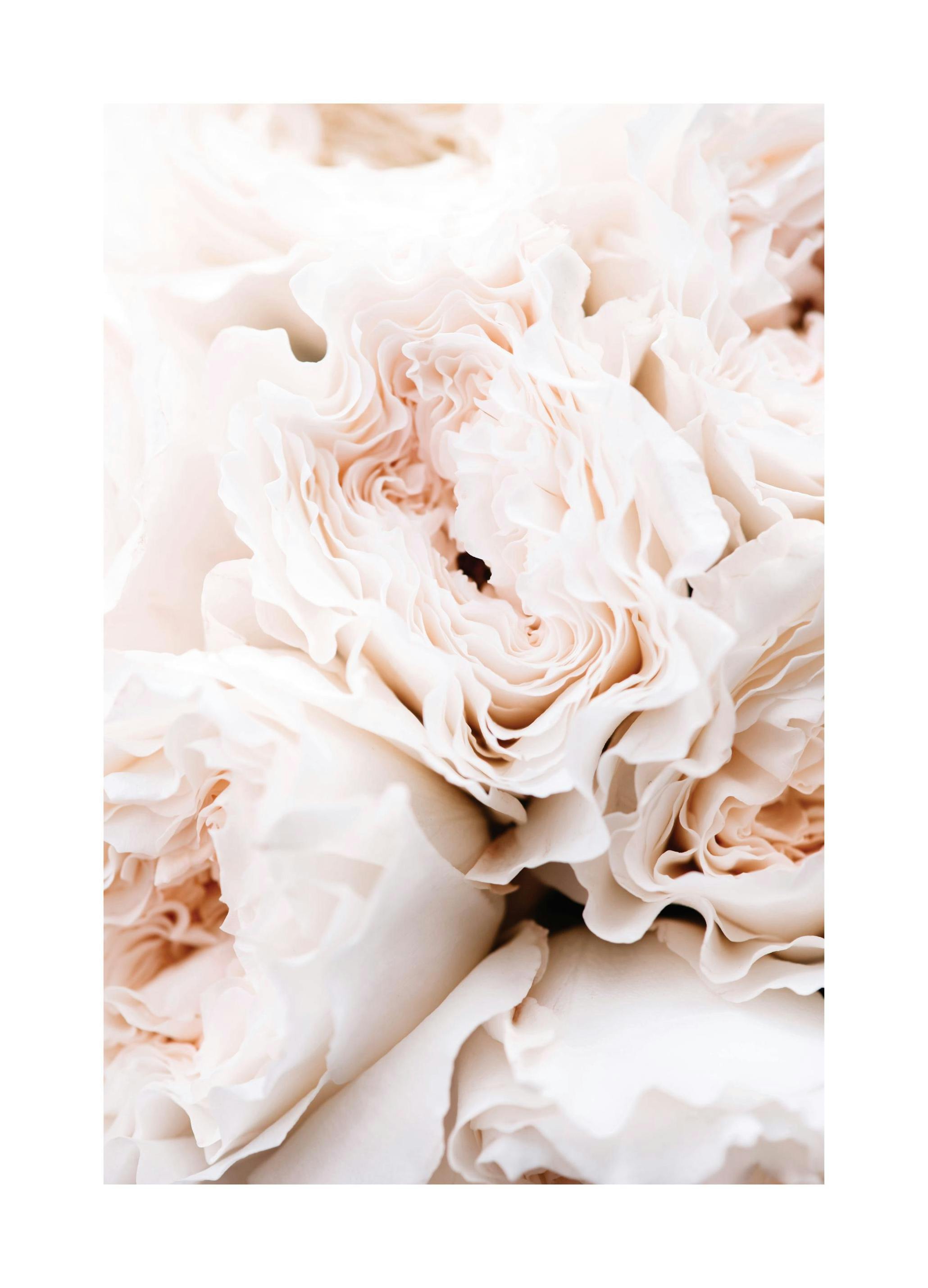 Blossoming Roses Poster (30x40 cm) - Poster Store