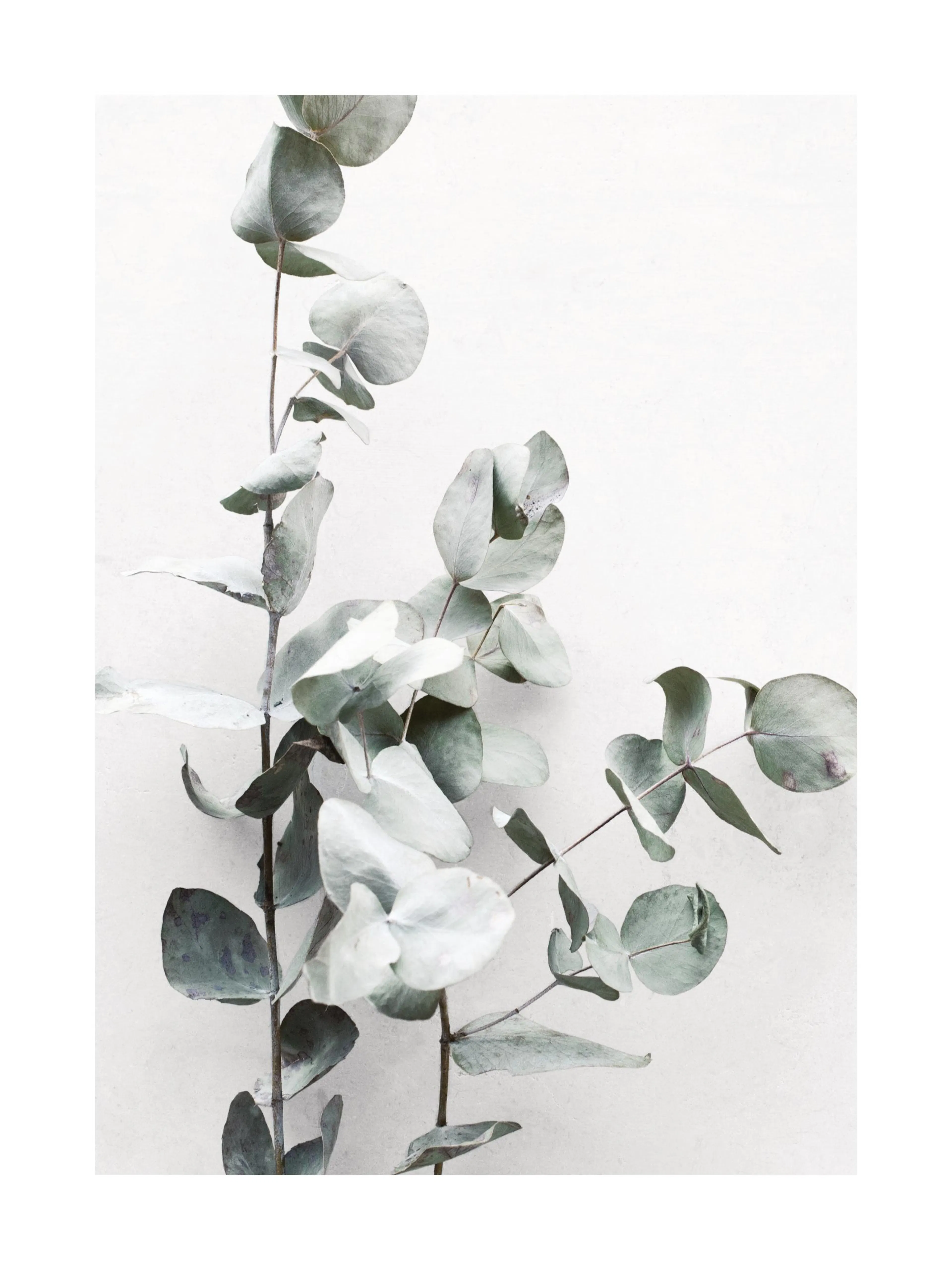 A poster featuring a close-up of eucalyptus branches with round, pale greenish-grey leaves on a light background.