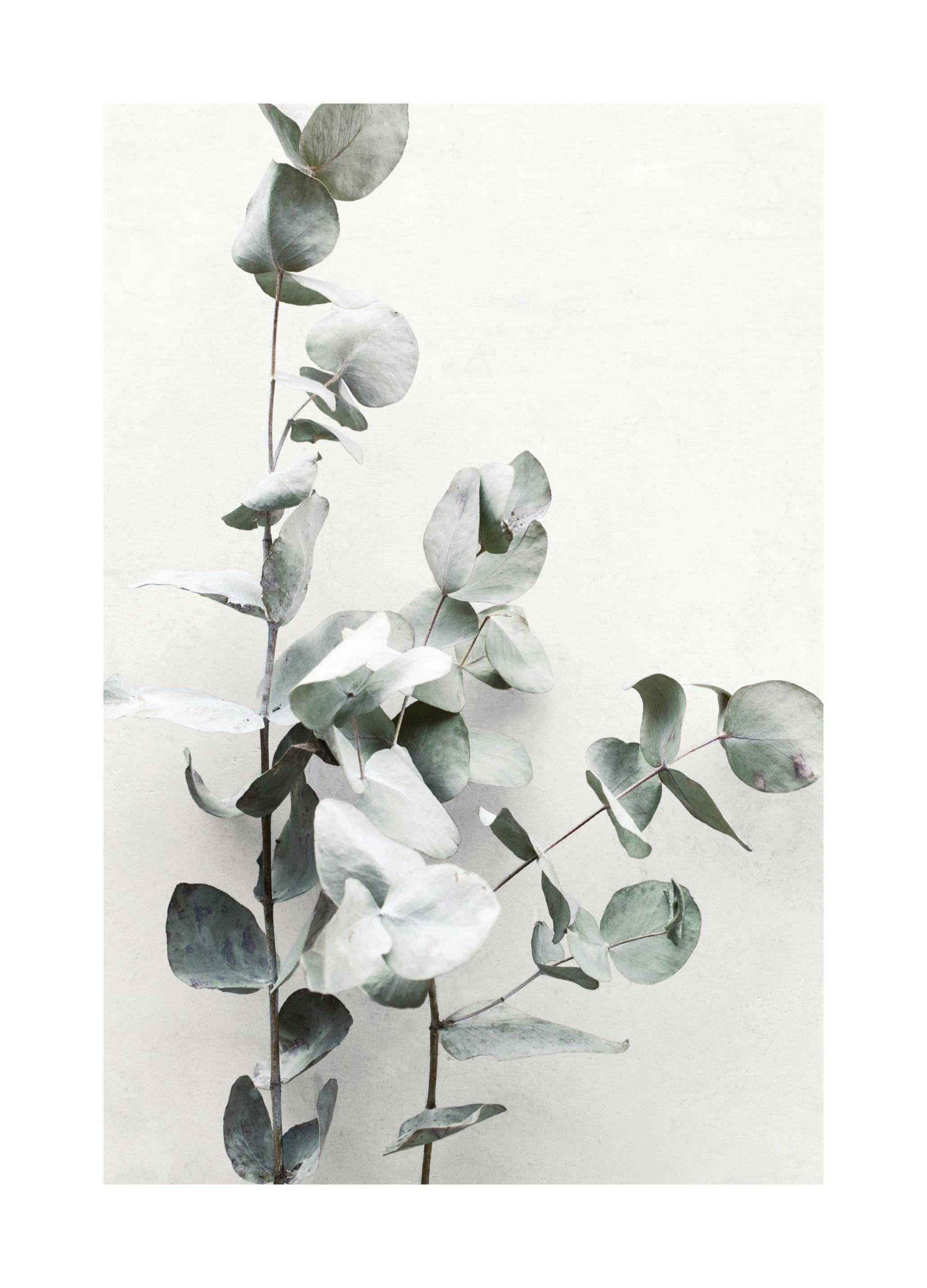 Ramo Eucalipto Poster (40x50 cm) - Poster Store