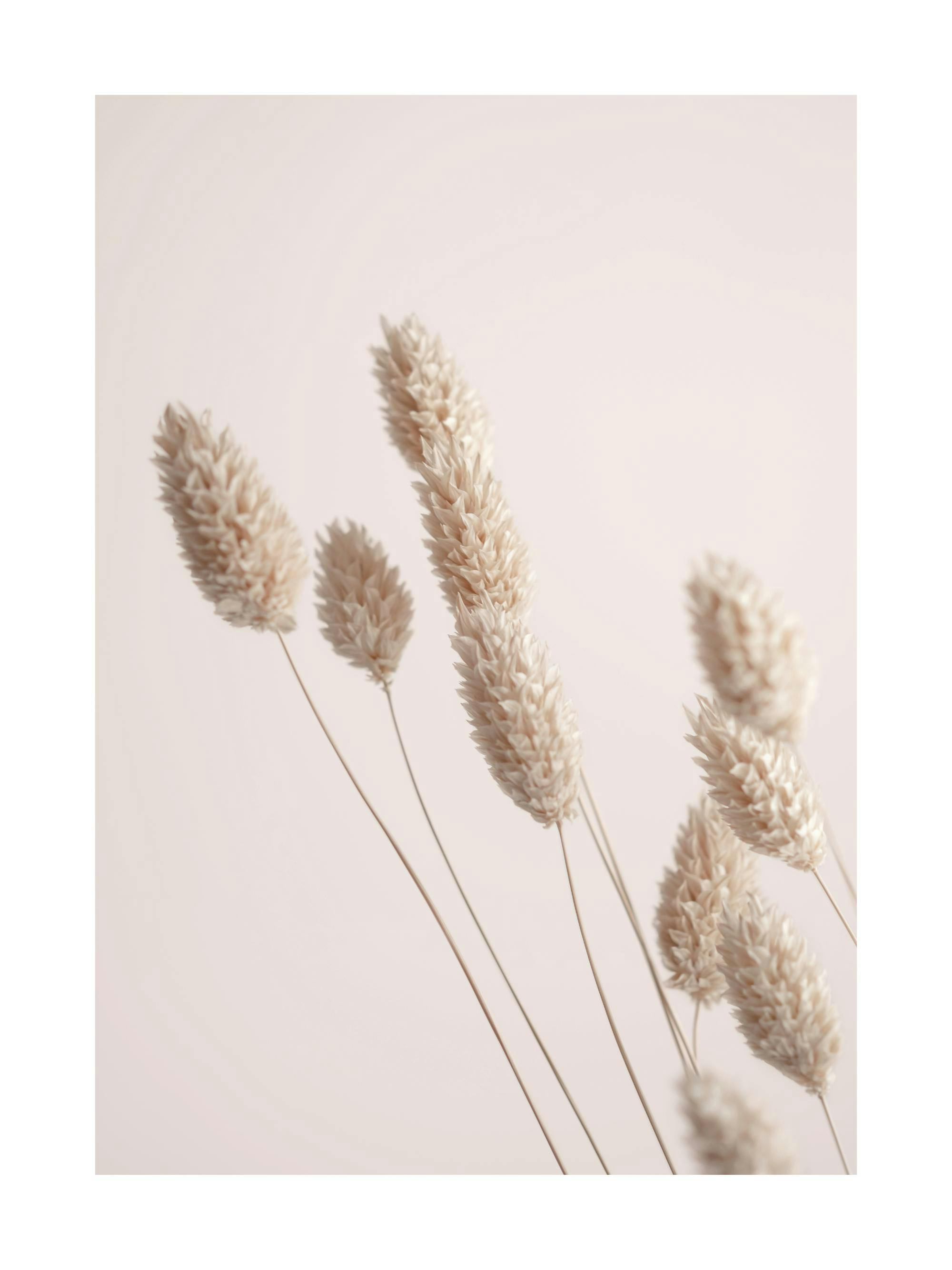 A poster featuring a close-up of light beige, fluffy dried bunny tail grass on a soft, light background.