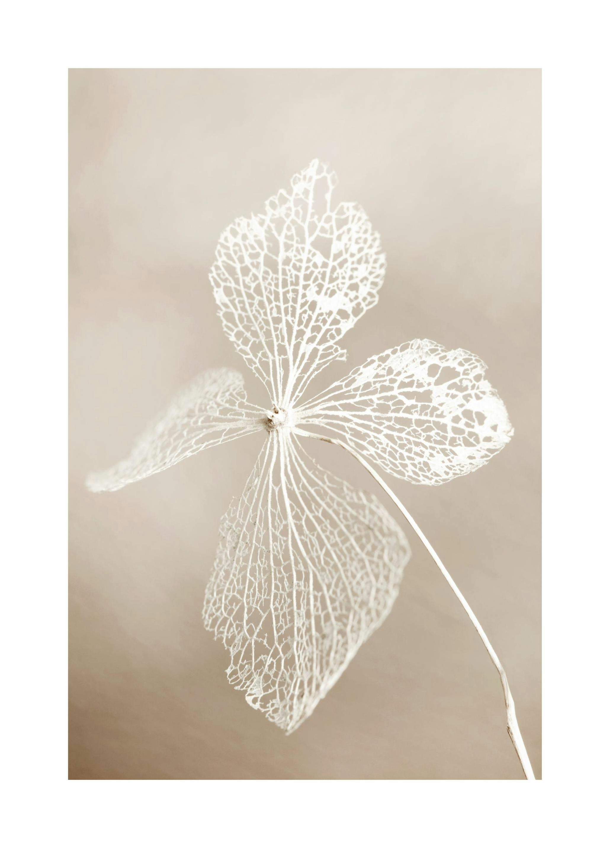 Prints Dried flower Poster (21x30 cm) - Poster Store