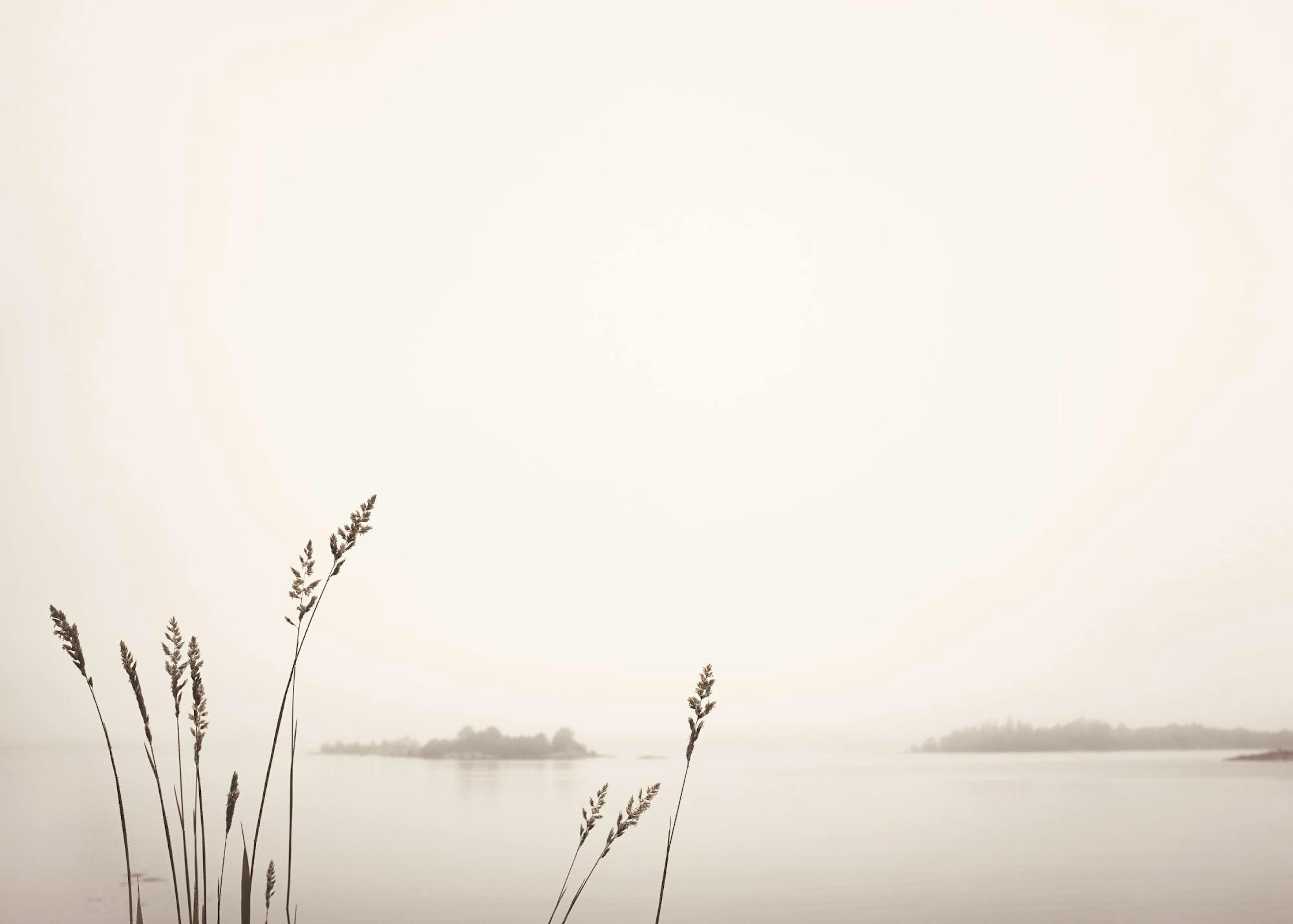 Canne sul lago Poster 0