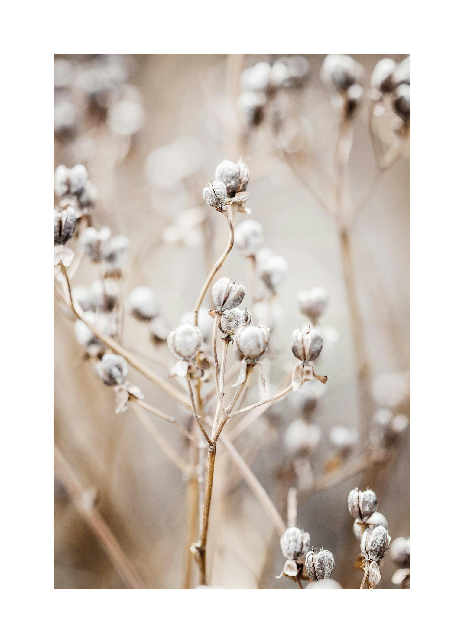 En plakat med et makrobillede af tørrede, lysebrune frøstande fra planter, med sløret baggrund.