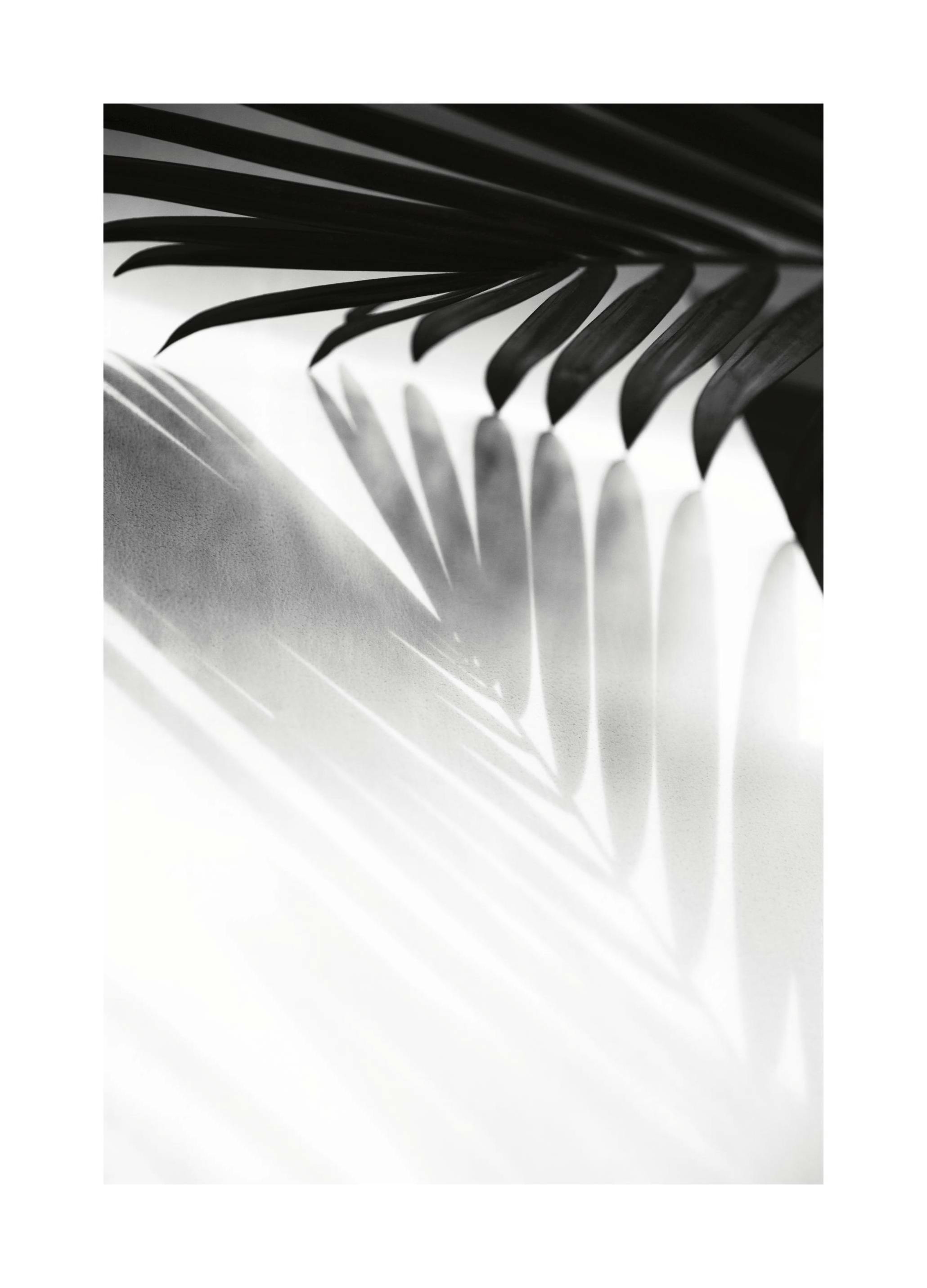 Palm Shadow B&W Poster (21x30 cm) - Poster Store