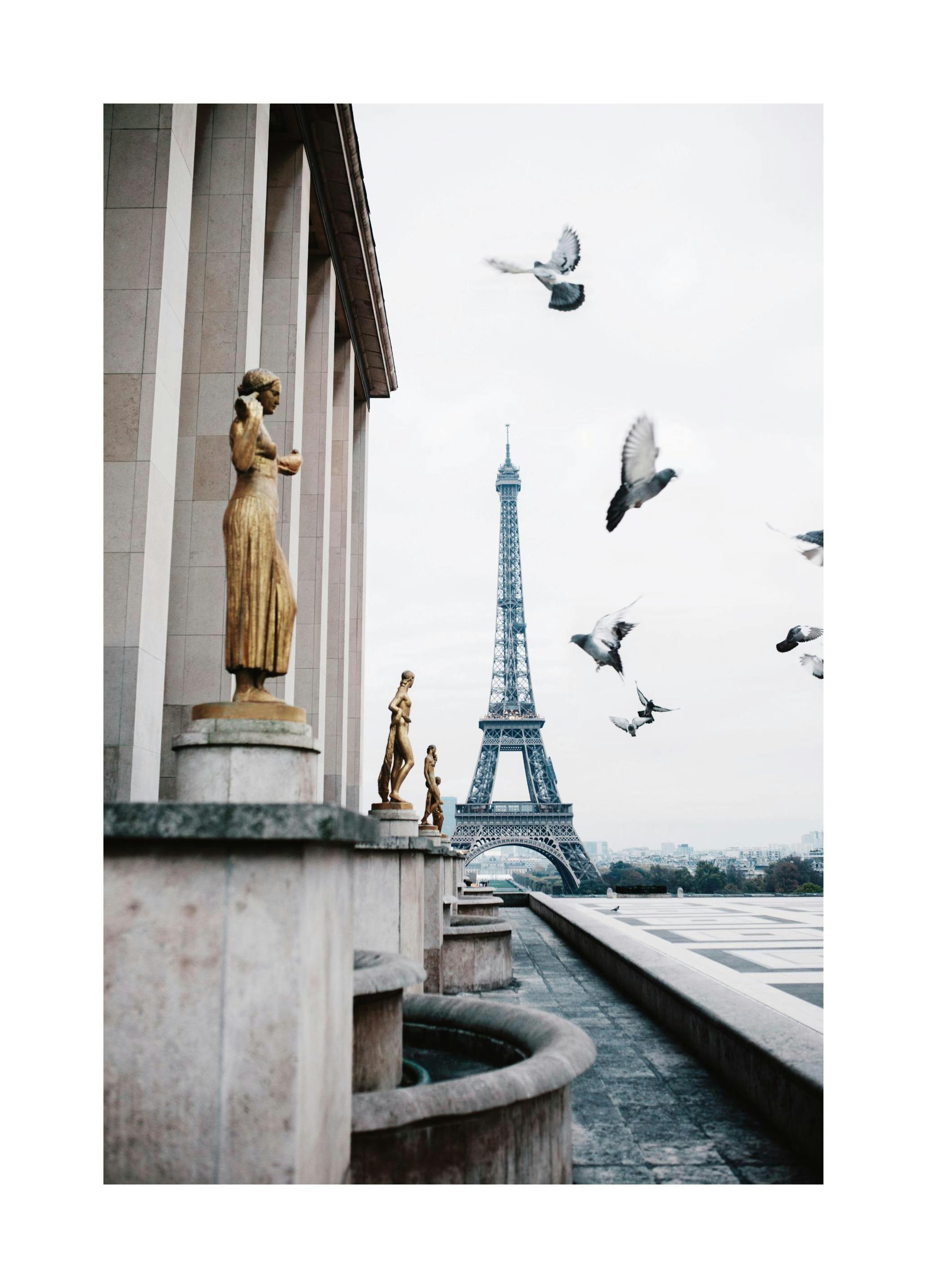 Plakat Ptaki nad Wieżą Eiffela (50x70 cm) - Poster Store