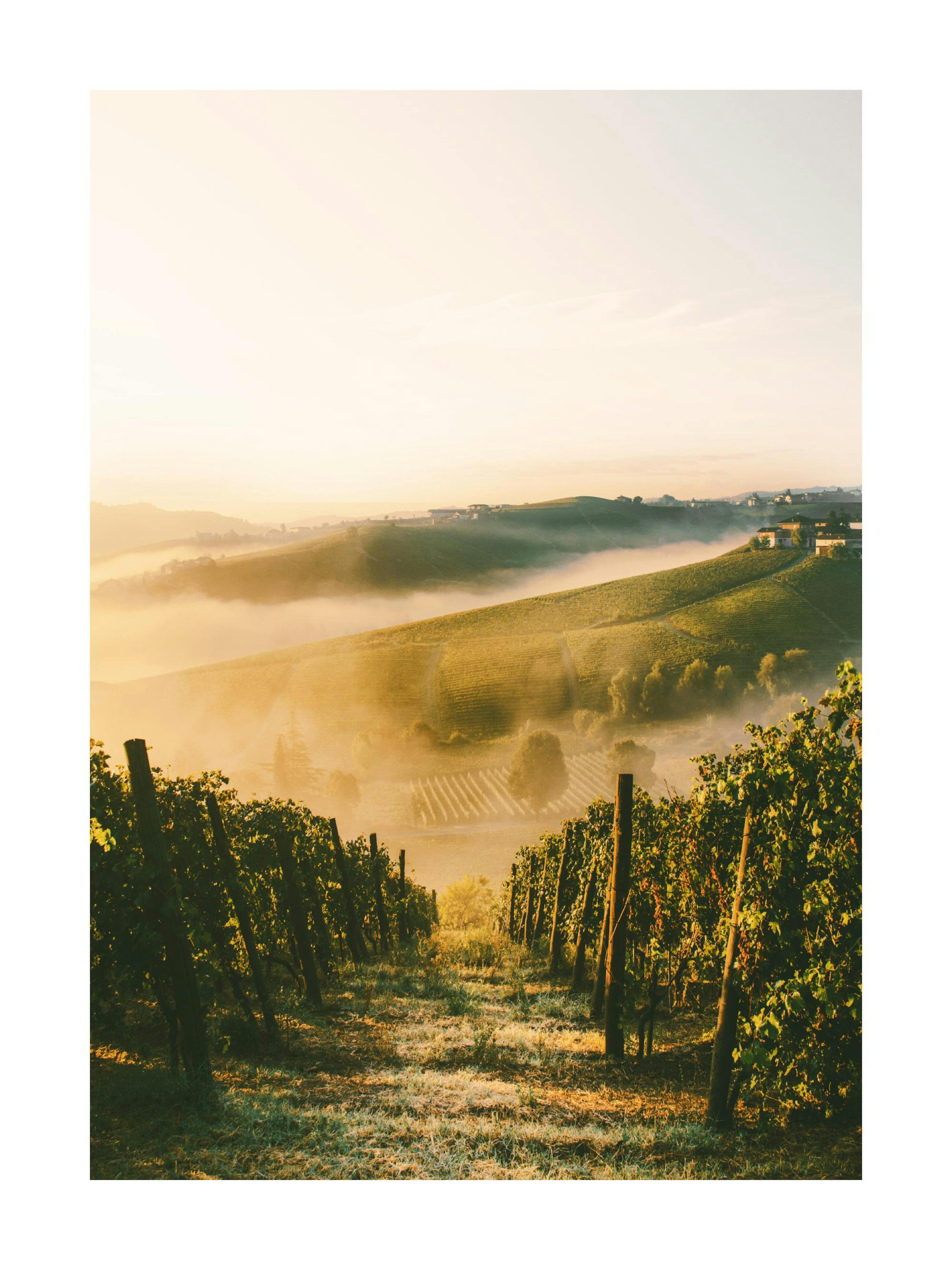 Póster de un viñedo al amanecer, con hileras de uvas en primer plano y niebla dorada sobre colinas.