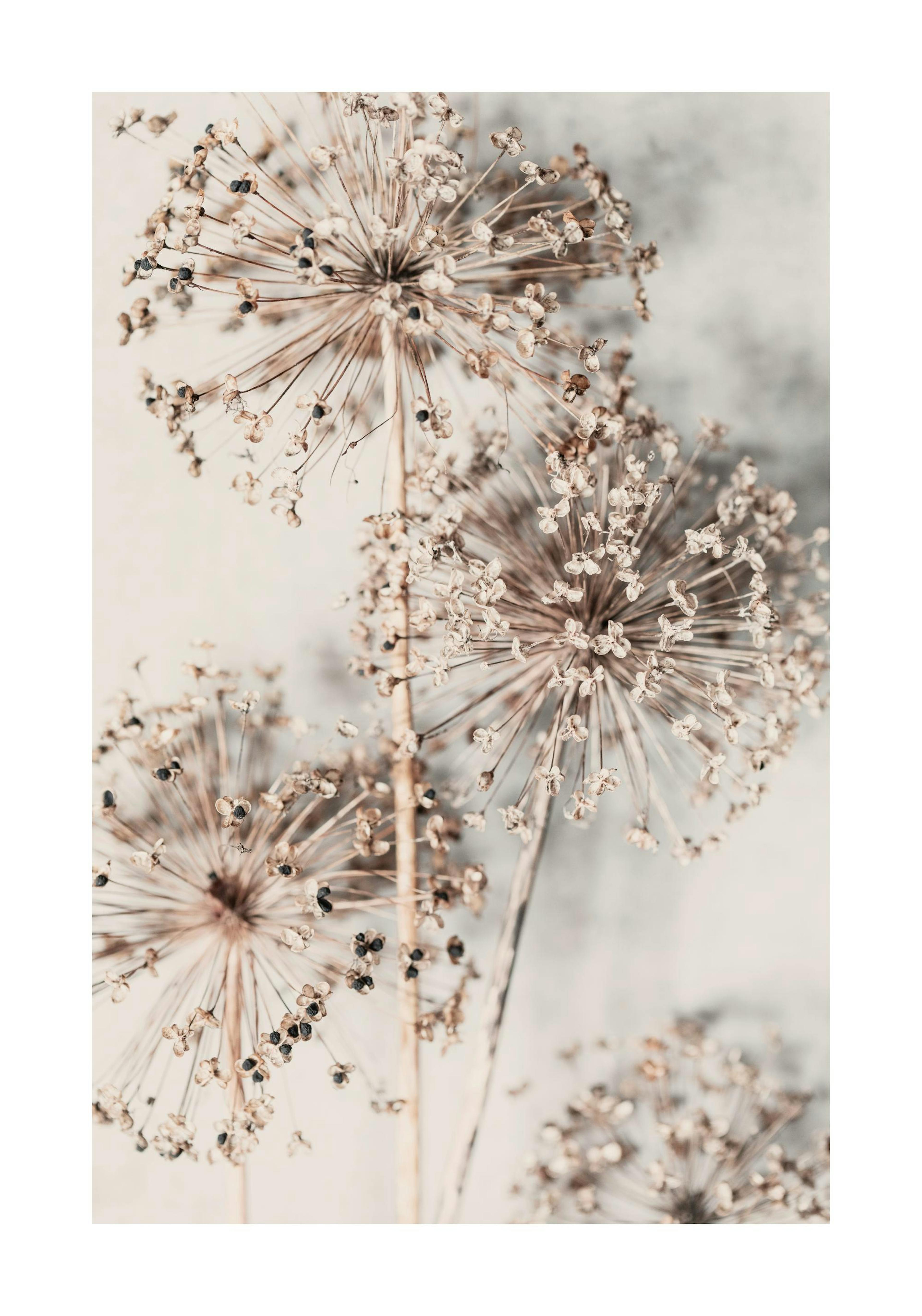 A minimalist poster featuring dried allium seed heads with delicate stems and small, round seed pods.