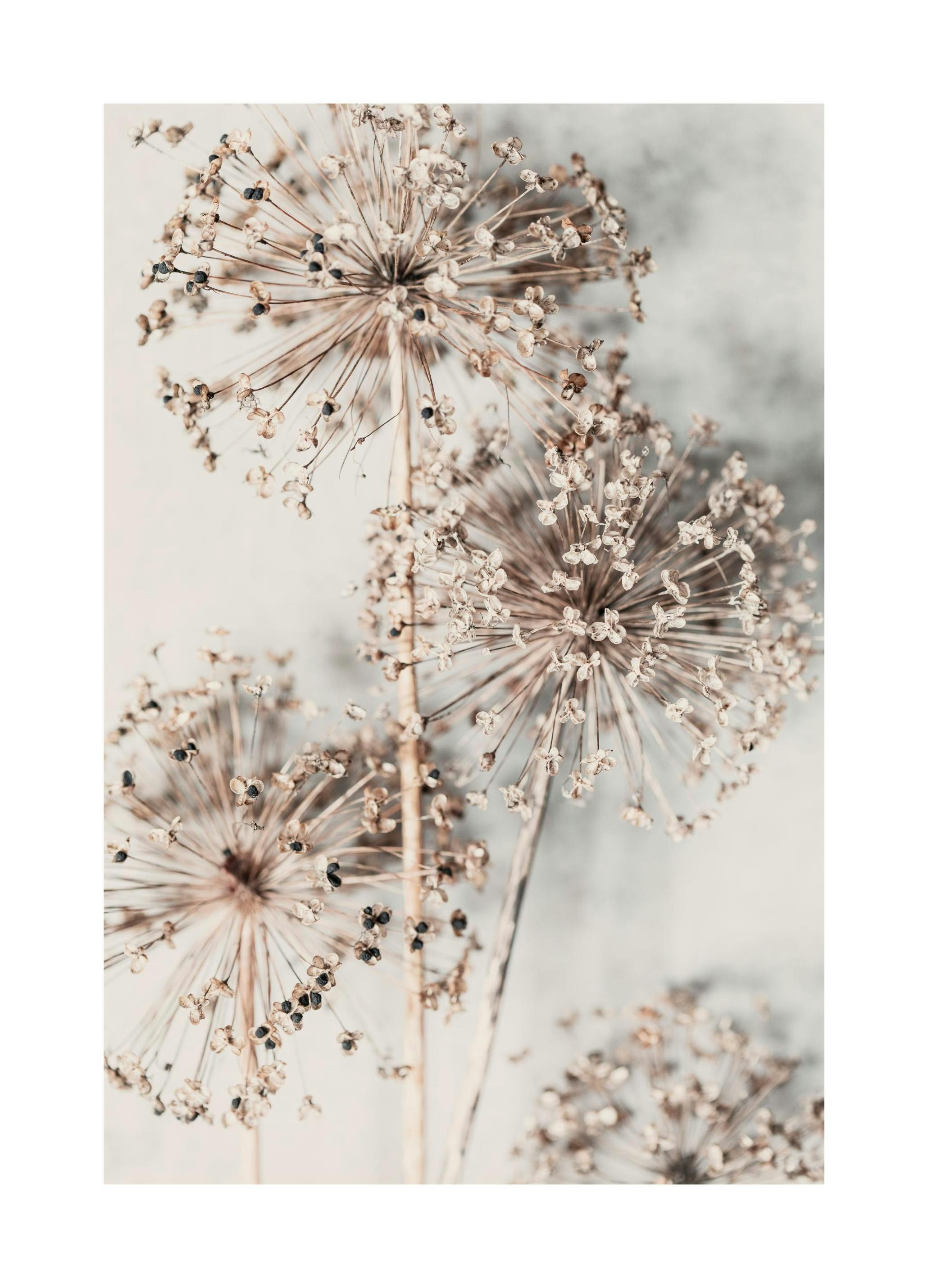 Autumn Allium Affiche (70x100 cm) - Poster Store