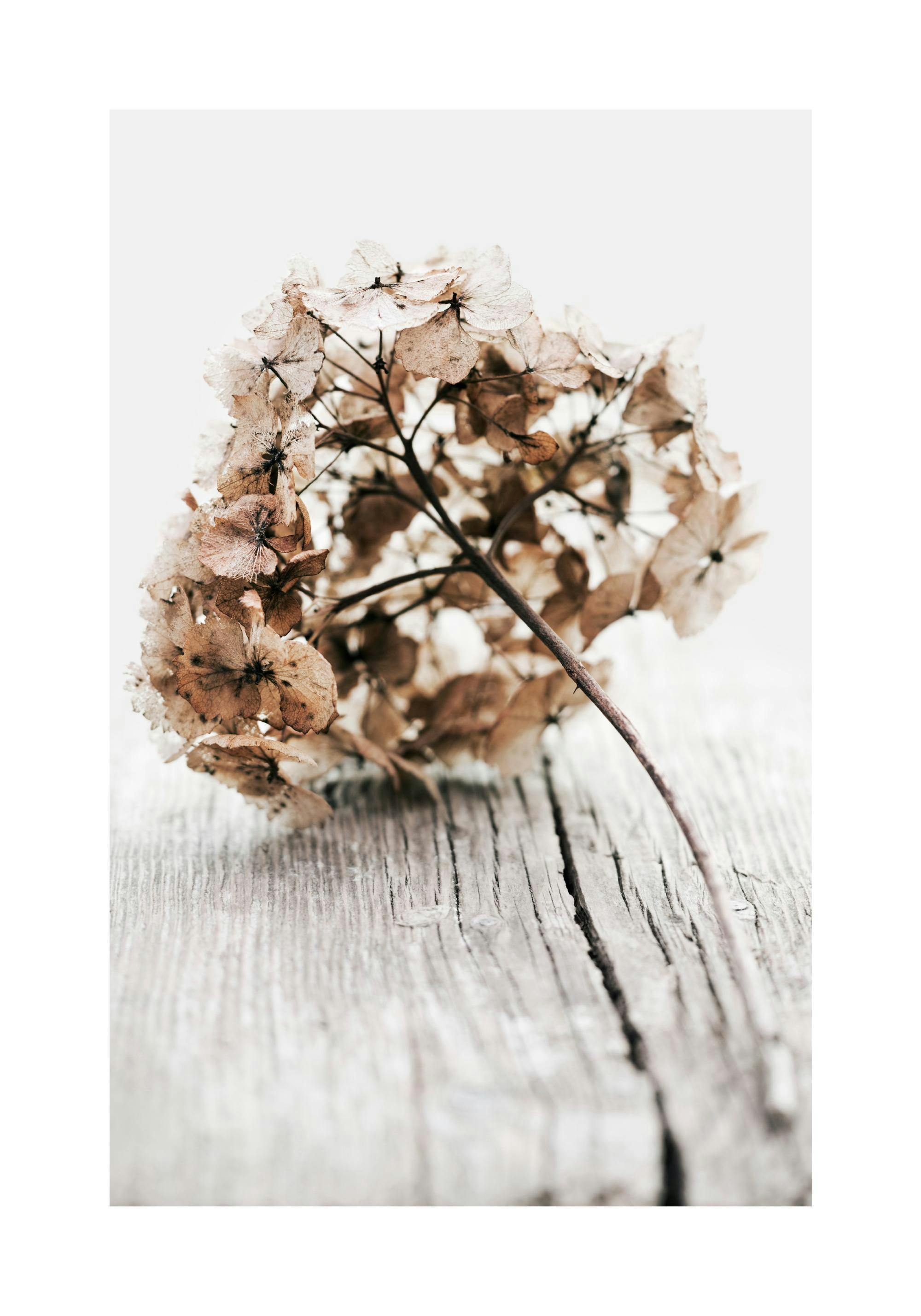 Poster con un fiore di ortensia secco, dai petali marroni e beige, adagiato su una superficie di legno chiaro e screpolata.