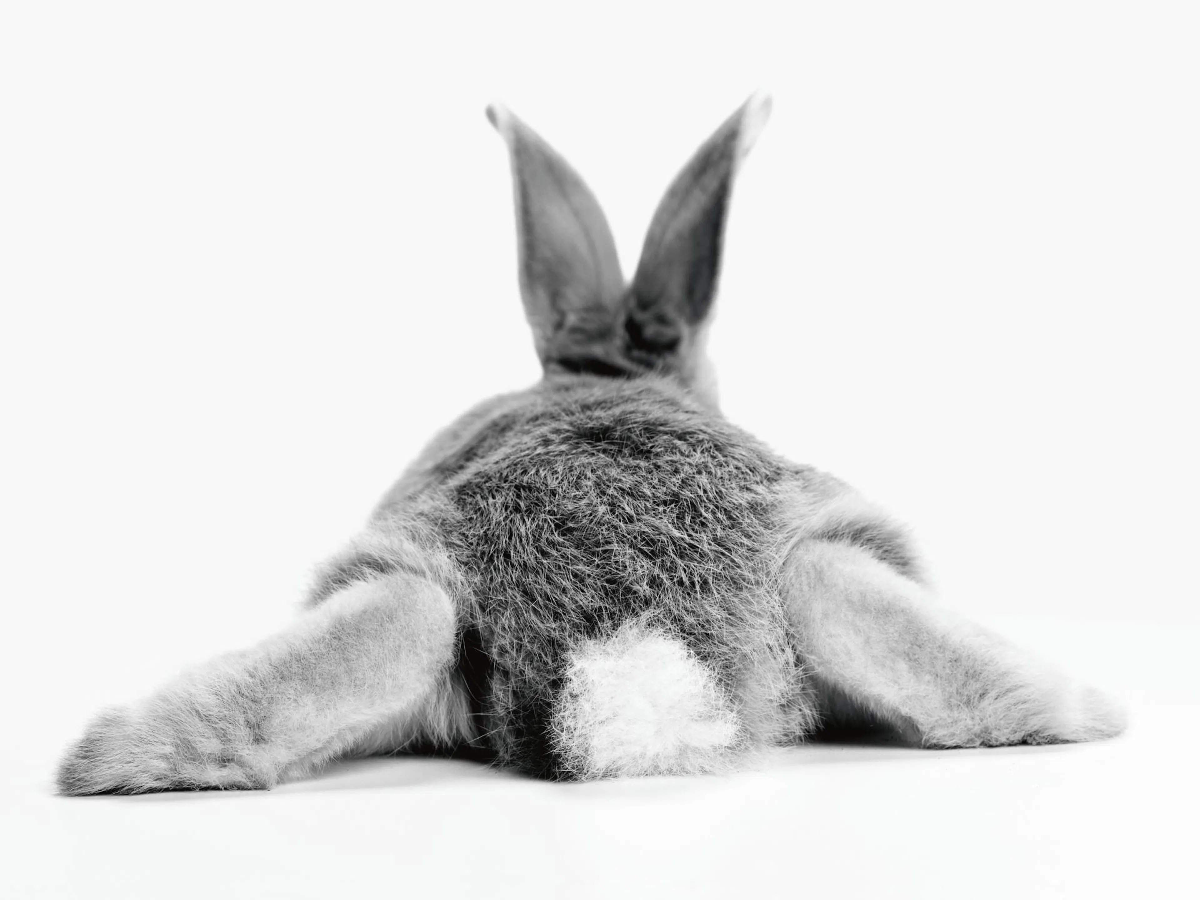Ein Poster des Hinterteils eines grauen Hasen mit weißem Schwanz und ausgestreckten Beinen.
