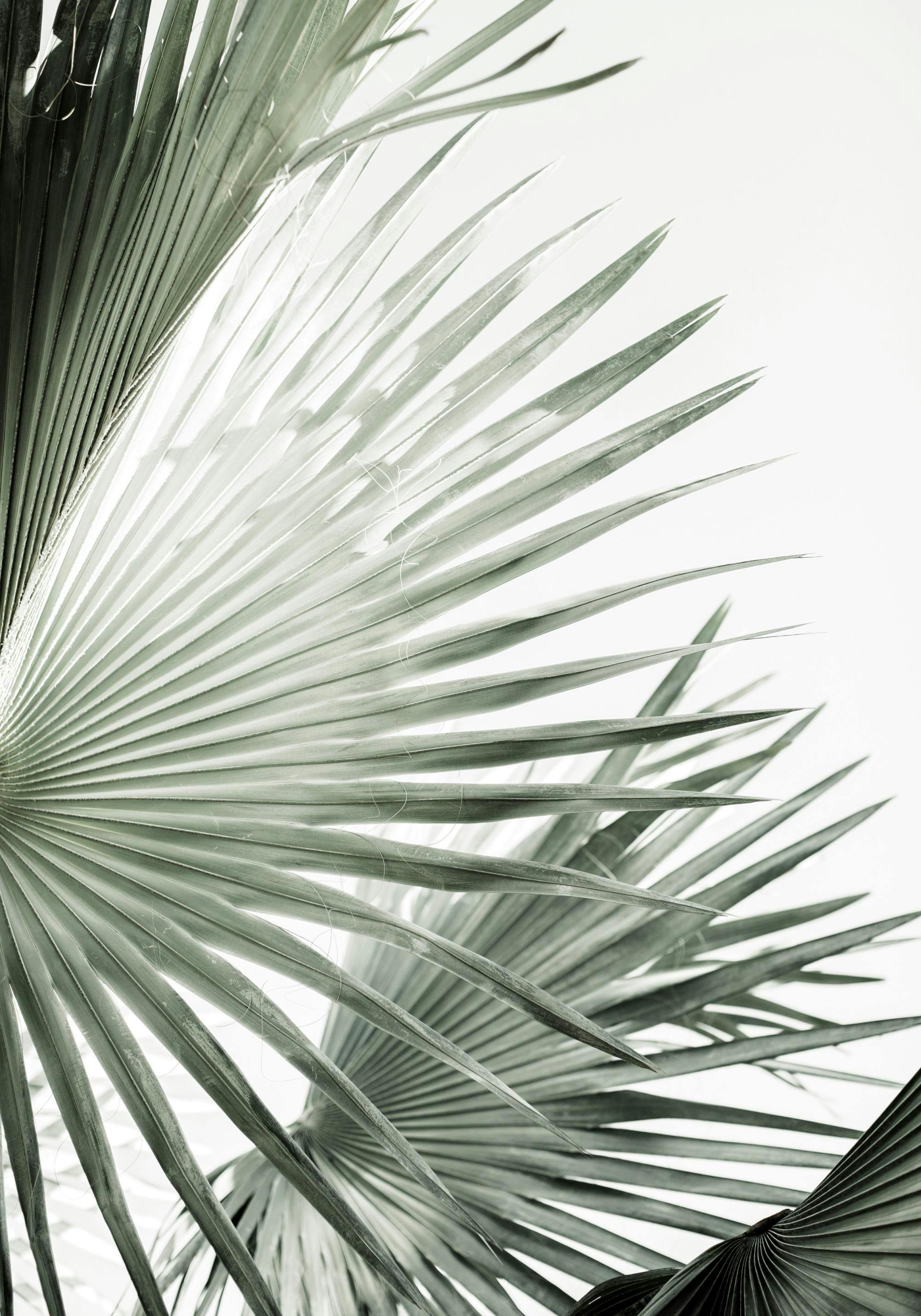 Plakat przedstawiający szaro-zielone liście palmy na jasnym tle, z widocznymi promieniami słońca.