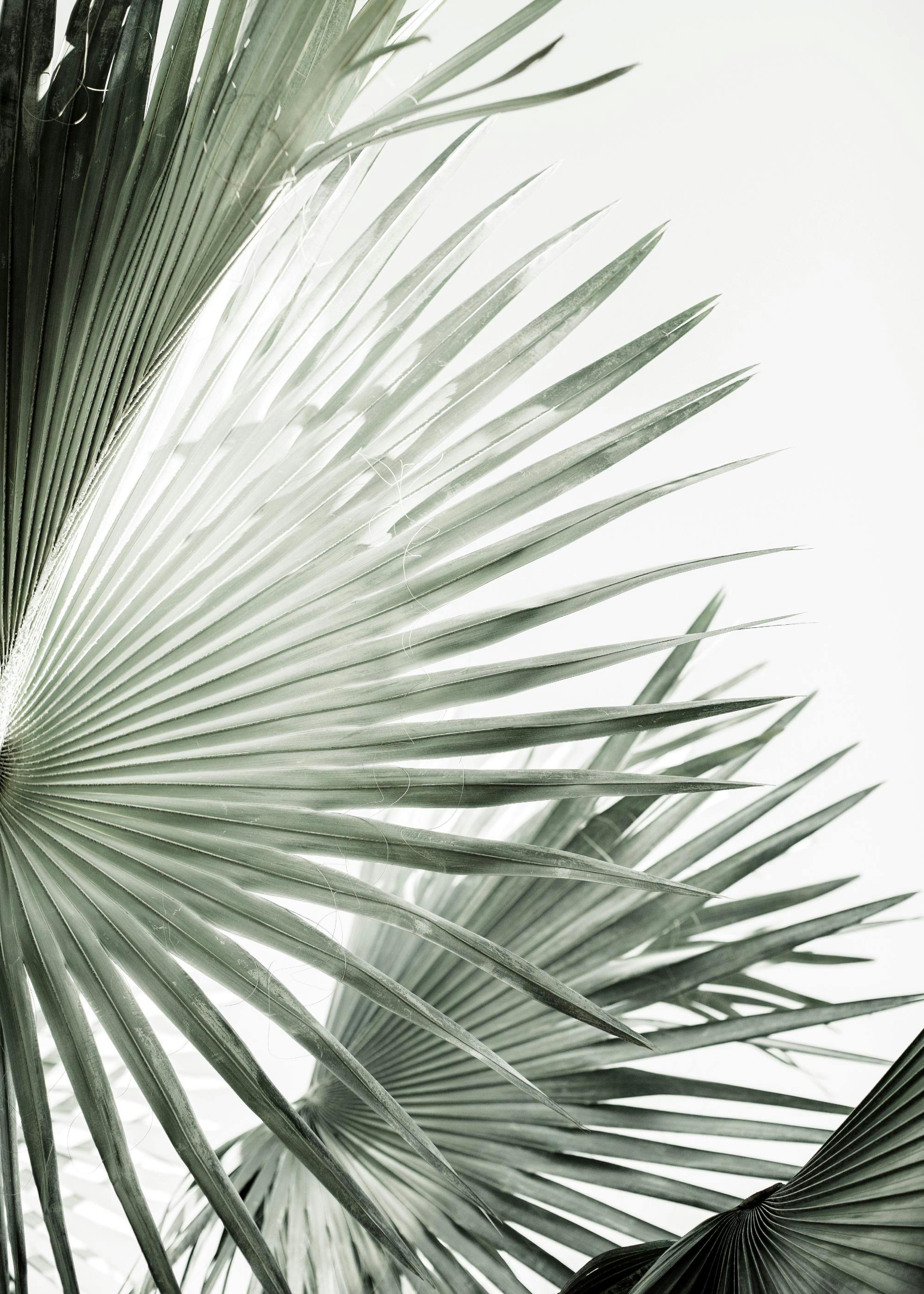 Poster avec des feuilles de palmier vert clair et foncé sur fond blanc uni.