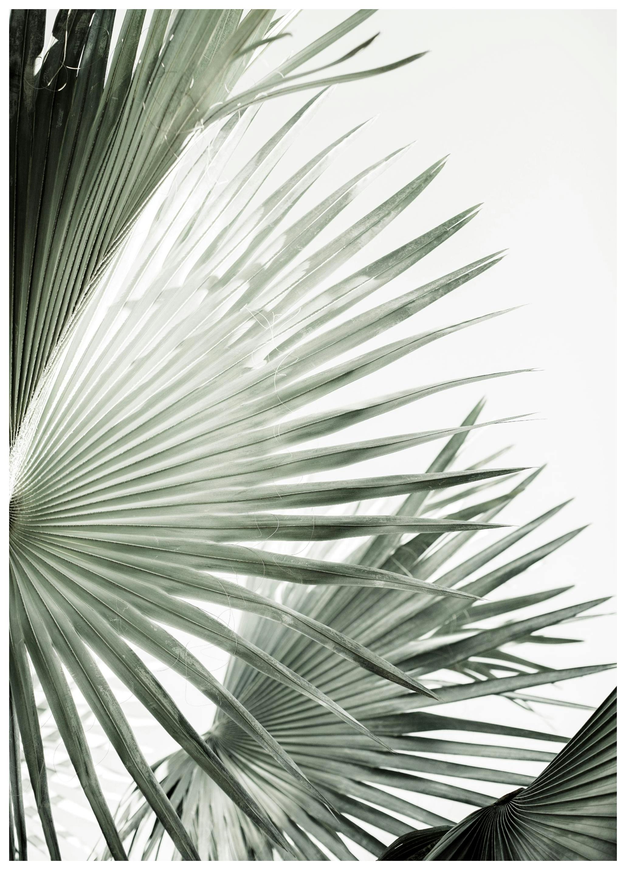 Feuilles de palmier vertes No2 Poster (46x61 cm) - Poster Store