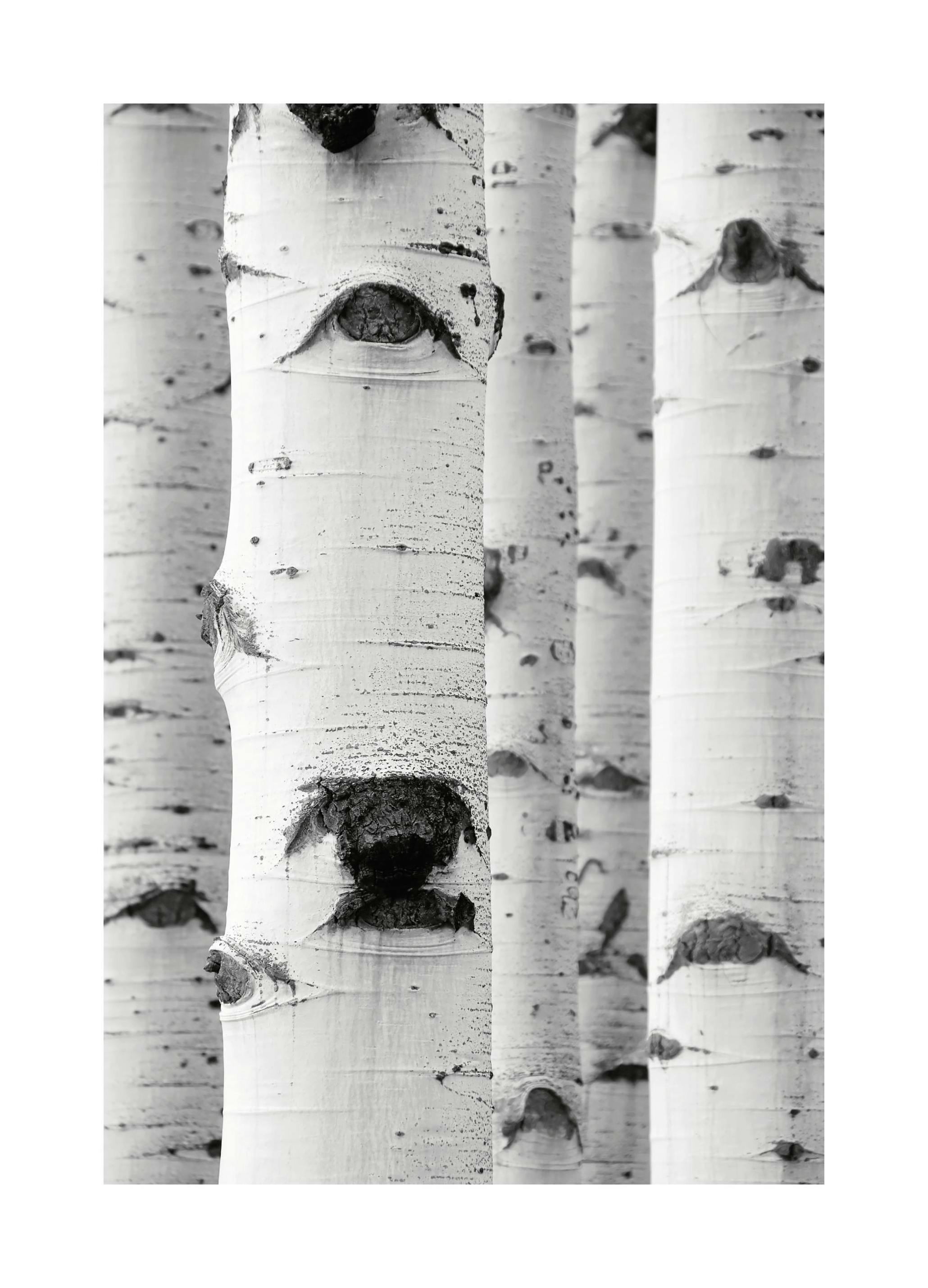 Berken patroon poster (50x70 cm) - Poster Store