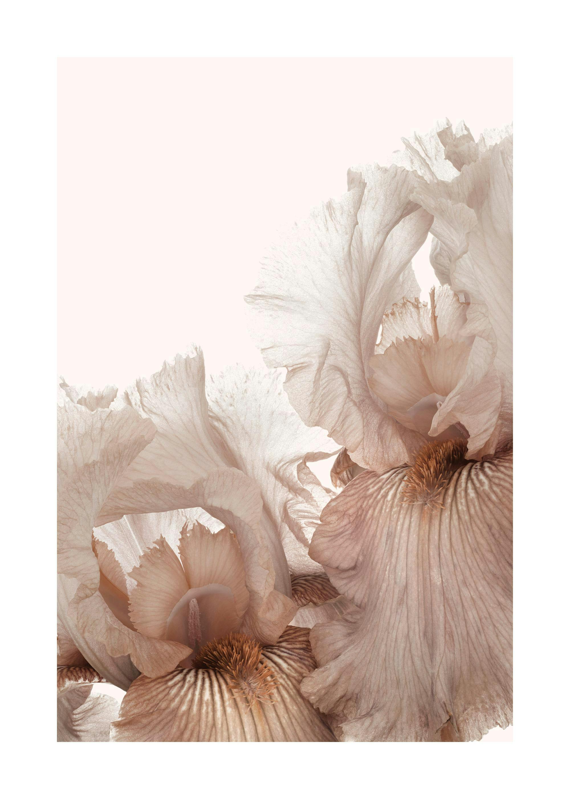 Poster floral macro diris beige et marron clair avec des pétales délicats sur fond blanc.