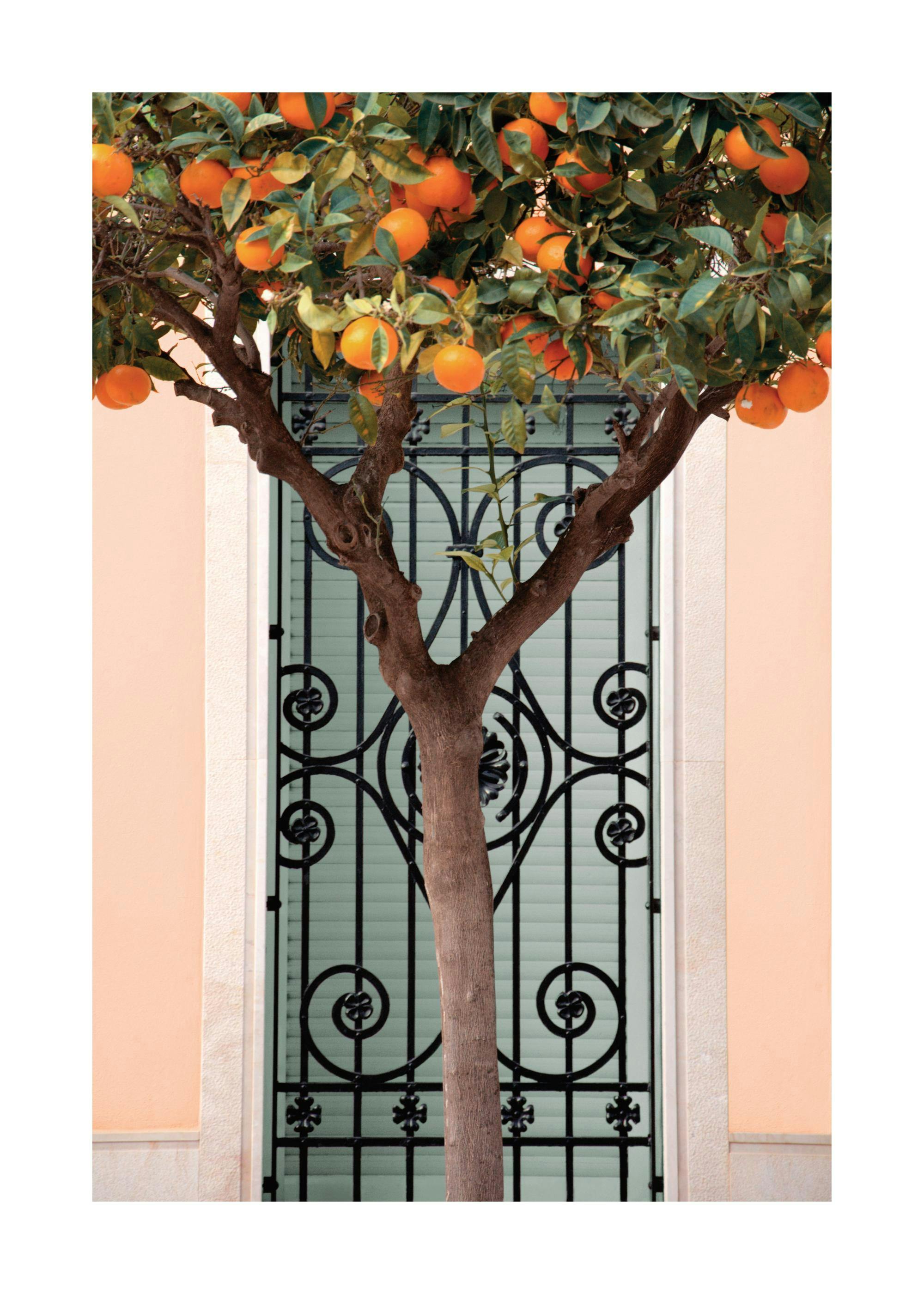 A poster featuring an orange tree with ripe fruit and green leaves in front of a decorative black metal gate.