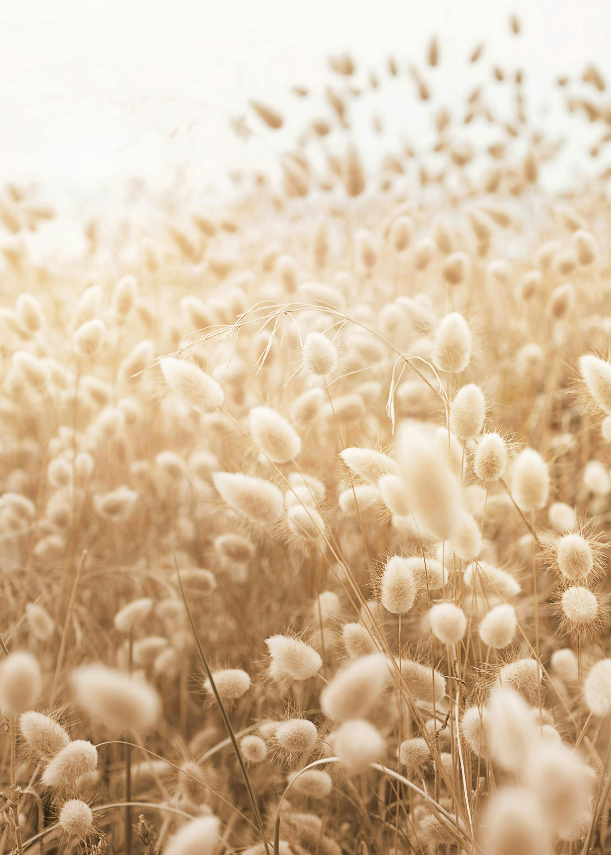 A poster featuring a field of fluffy, light brown bunny tail grass with a bright, soft focus background.