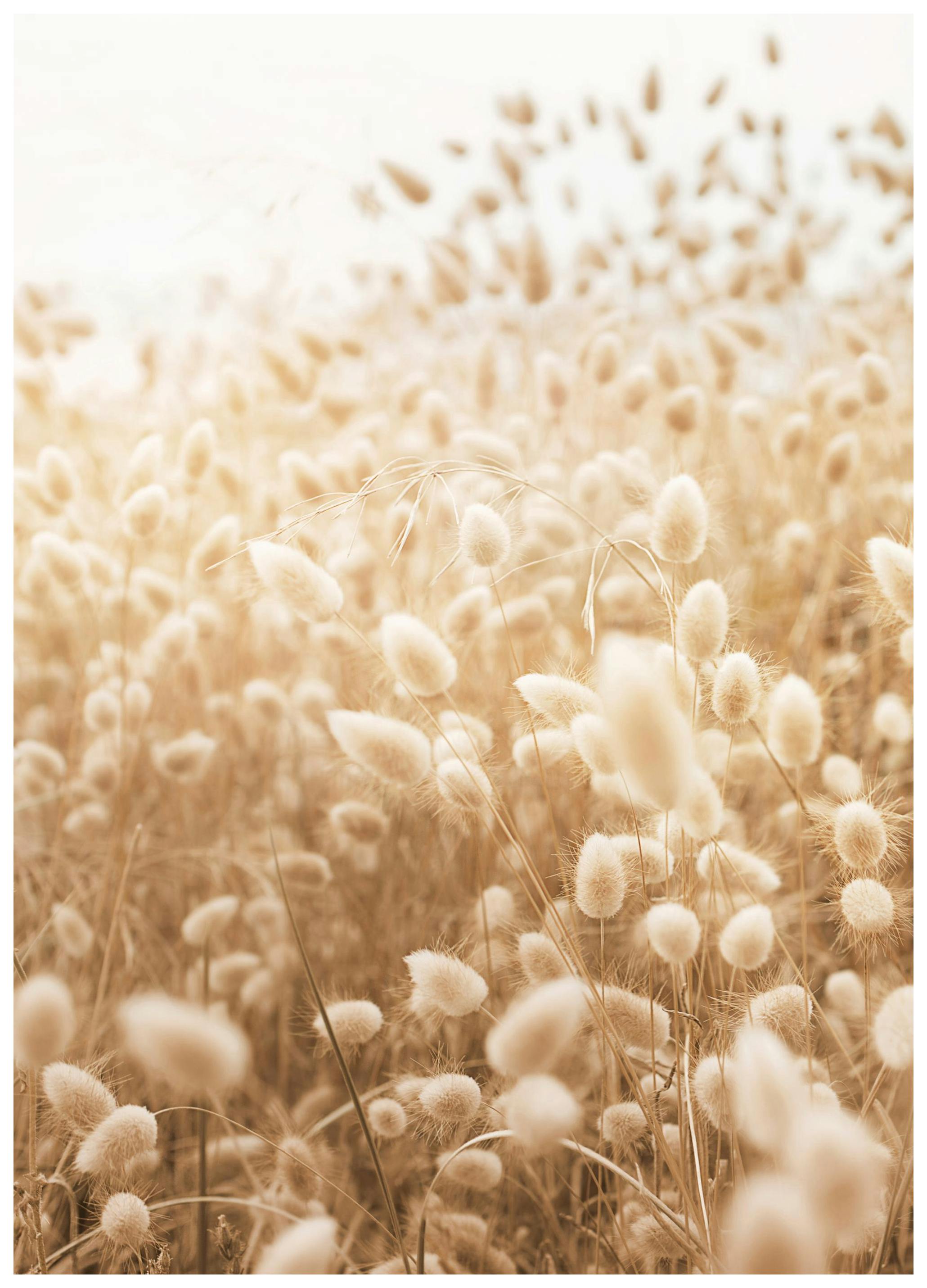 Sunny Meadow Poster (30x40 cm) - Poster Store