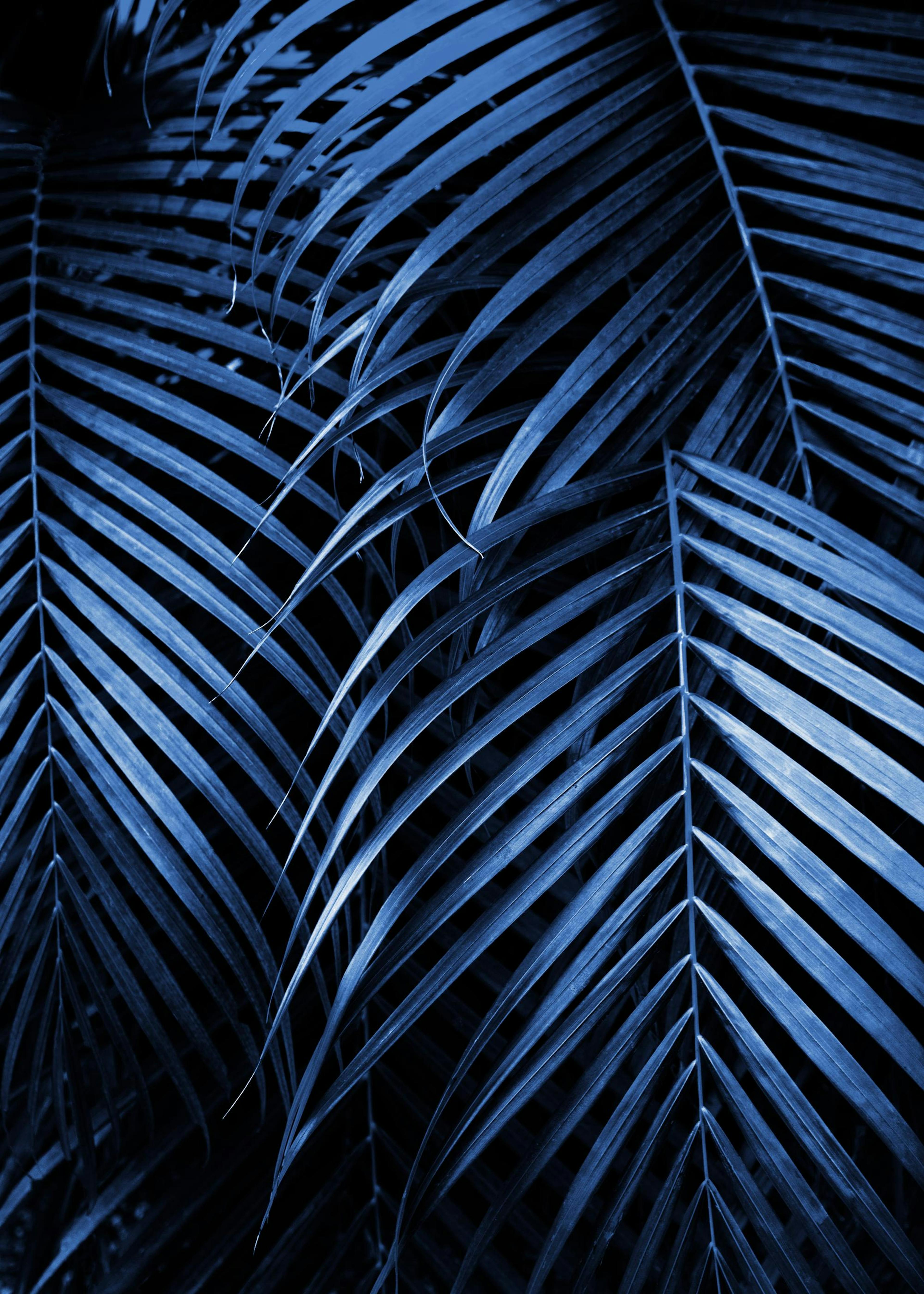 Feuilles de Palmier Bleues No2 Poster 0