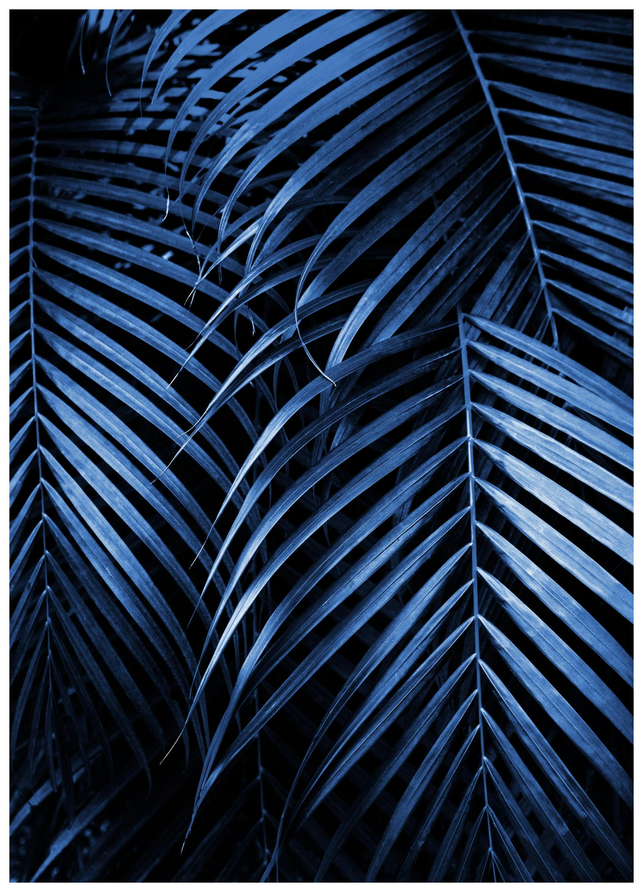 Blauwe Palmbladeren No2 Poster (50x70 cm) - Poster Store