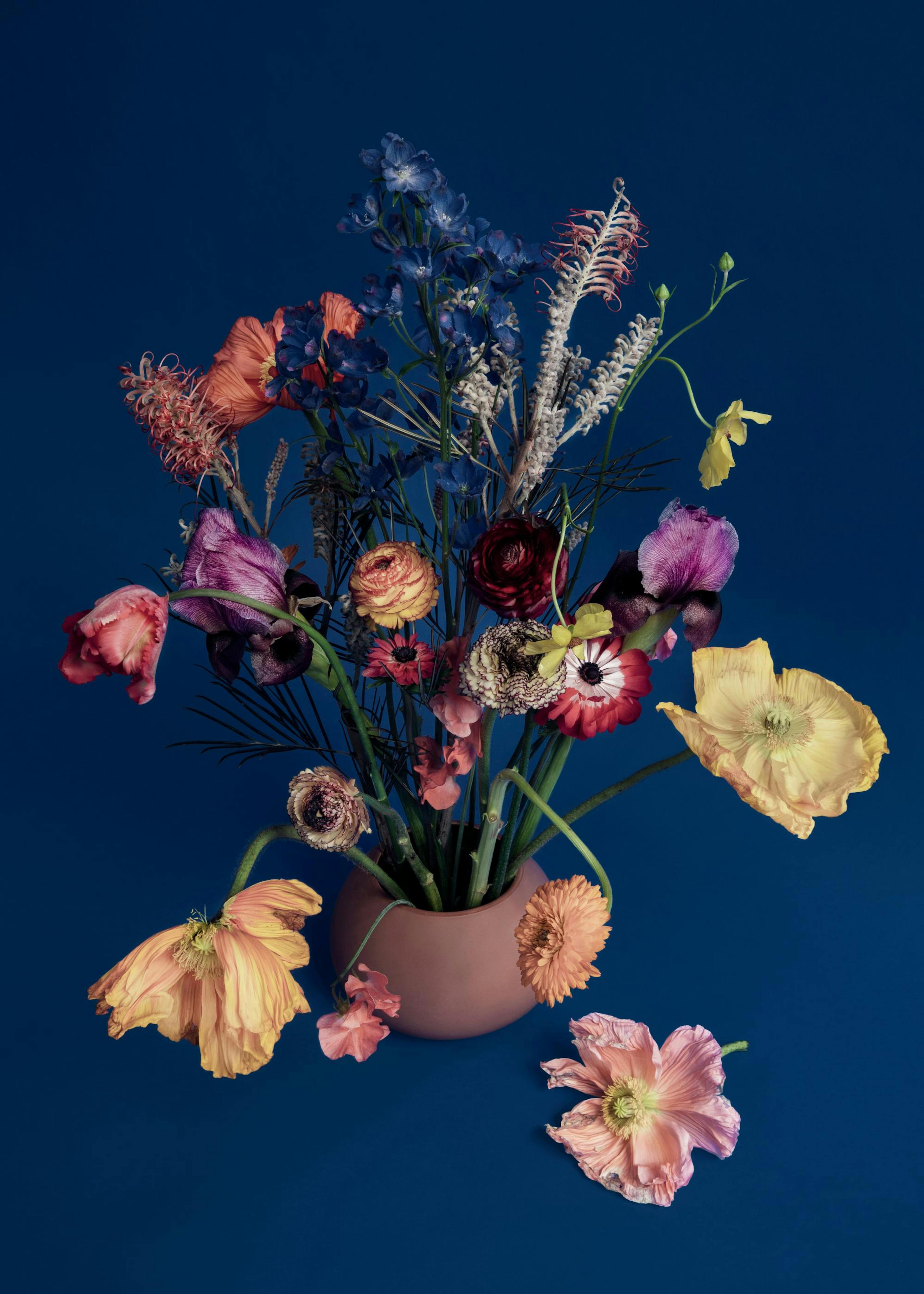 Un poster dun arrangement floral coloré avec des fleurs iris, coquelicots et renoncules dans un vase rond sur fond bleu marine.