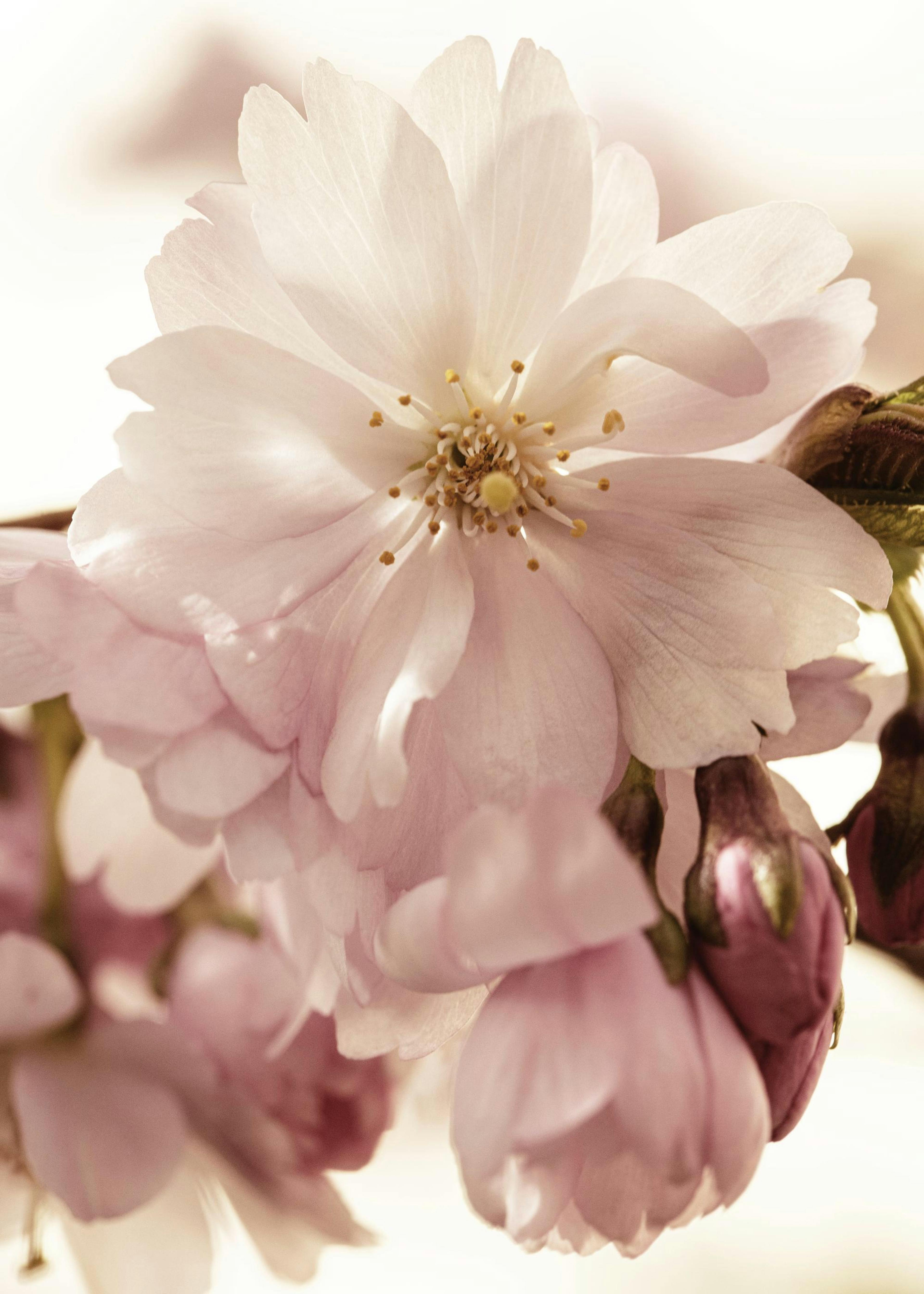 Cherry Close Up No1 Plakat 0