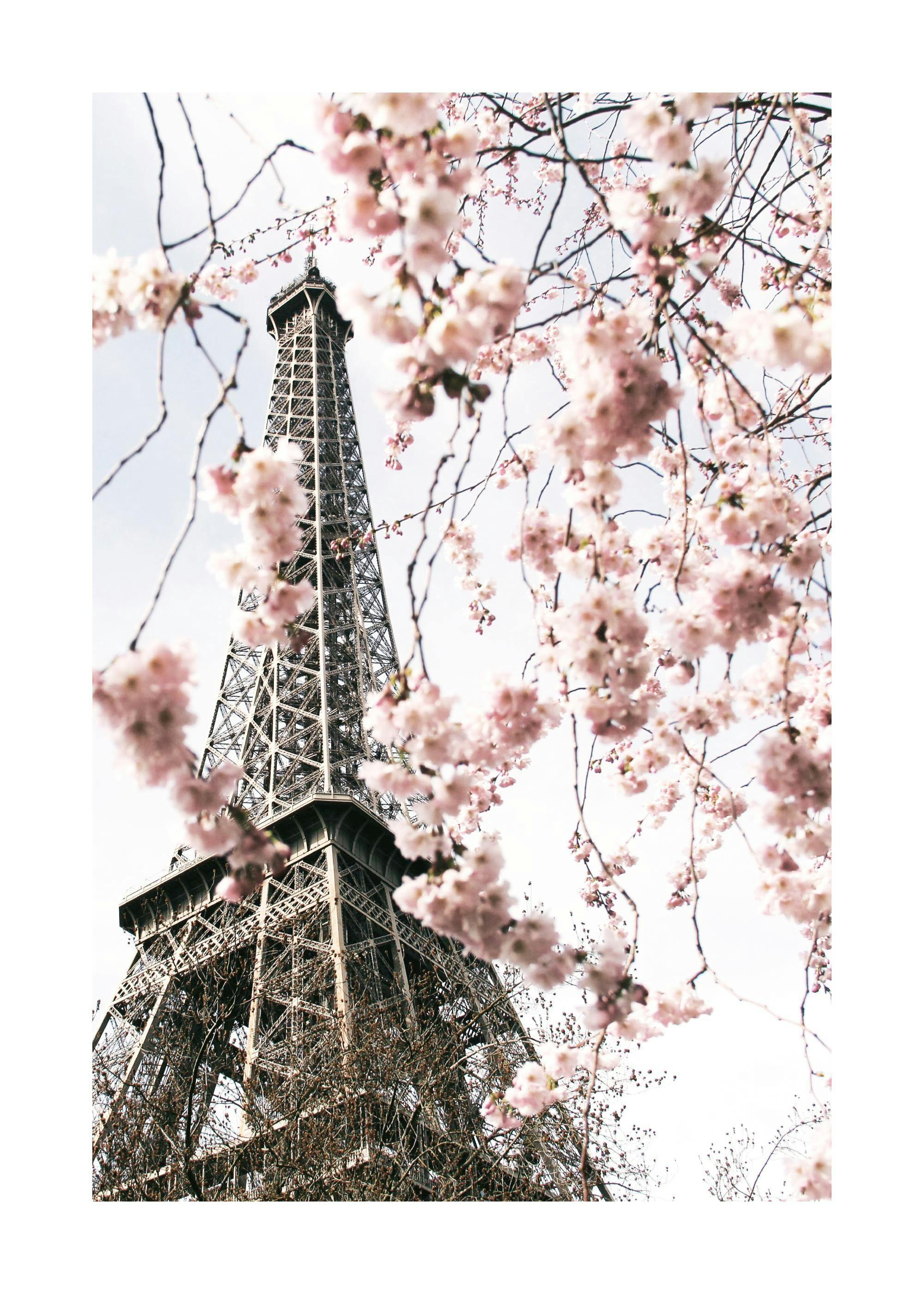 A poster featuring the Eiffel Tower in Paris, framed by soft pink cherry blossoms against a clear sky.