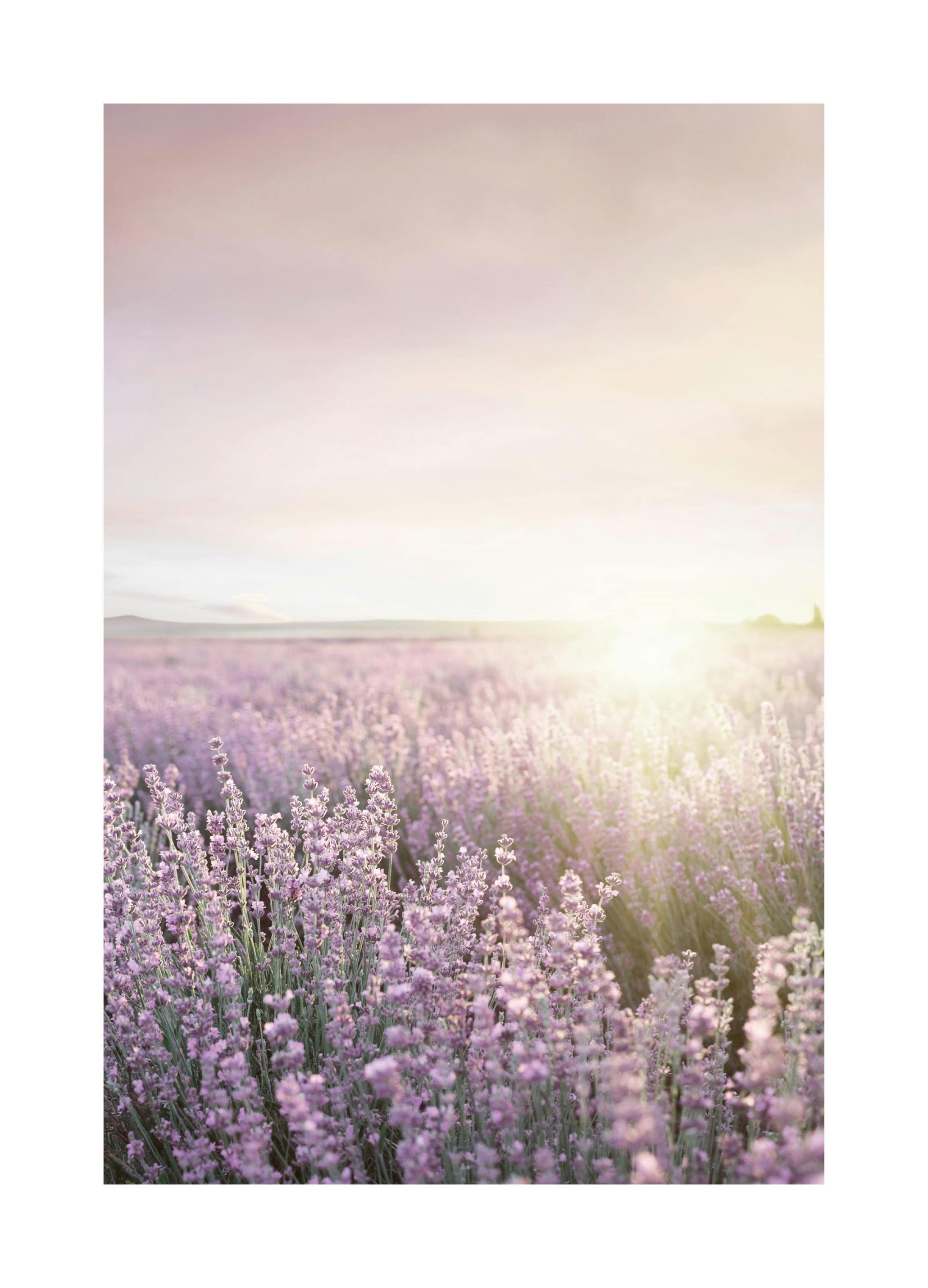 Lila Soluppgång Poster (30x40 cm) - Poster Store