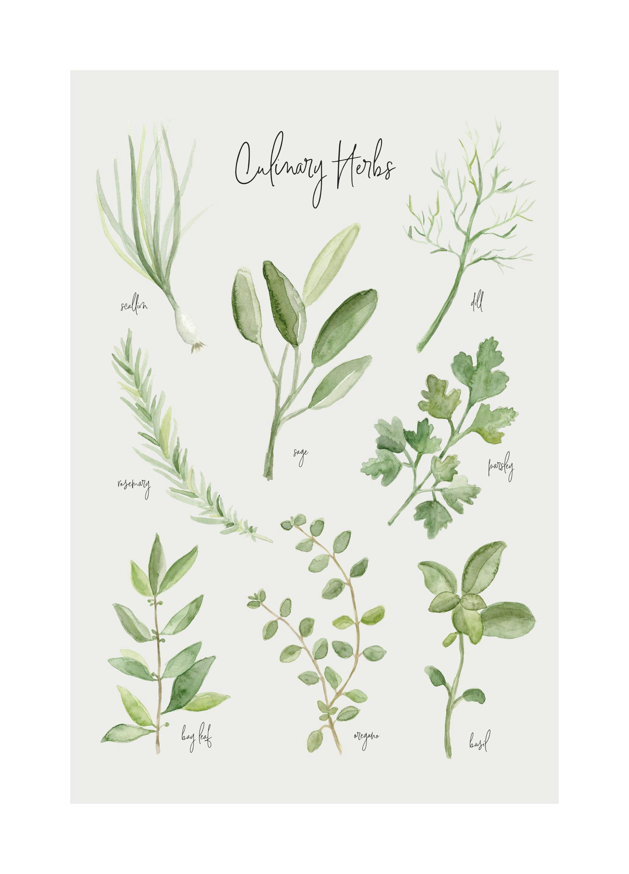 Herbes d'Été Poster (21x30 cm) - Poster Store