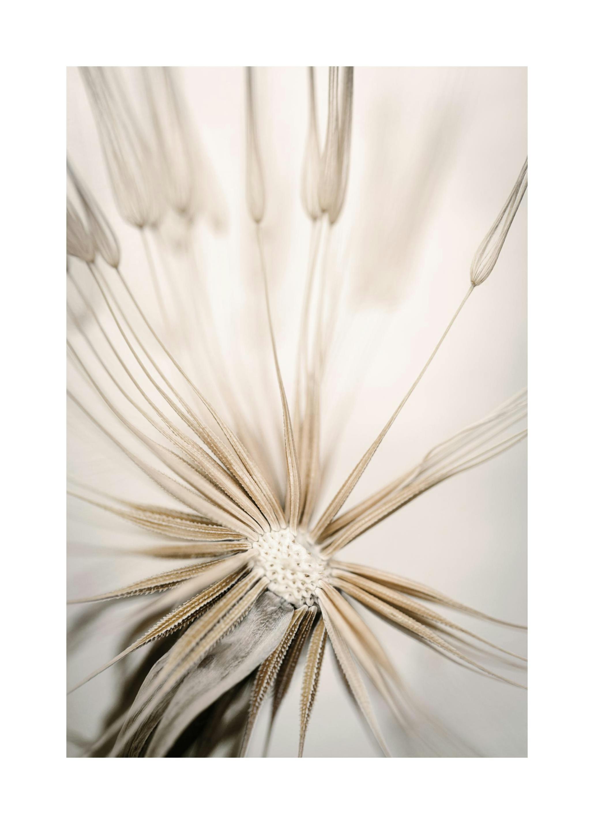 Plakat Beżowy Dmuchawiec (21x30 cm) - Poster Store