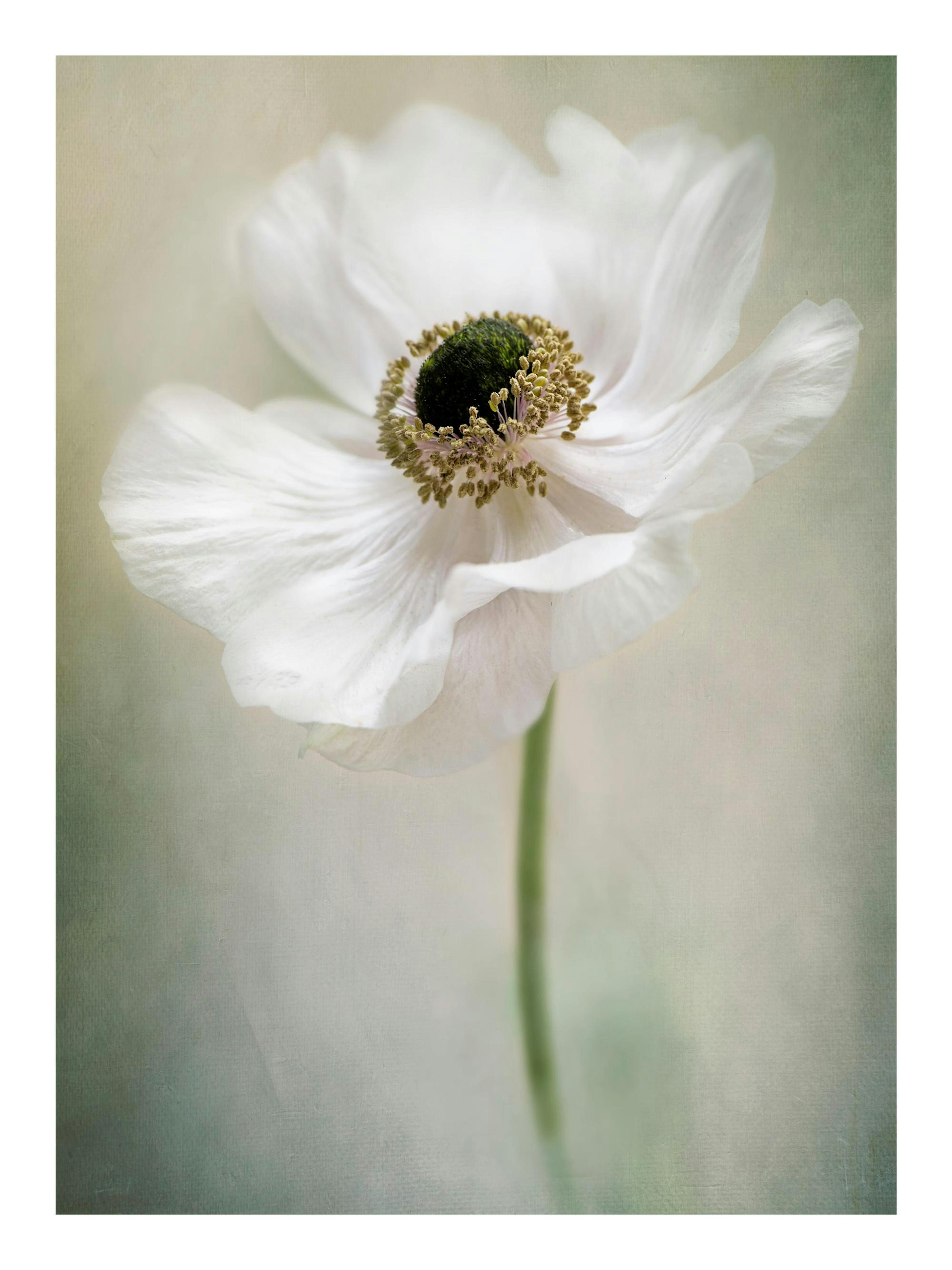 A poster featuring a close-up of a white anemone flower with a dark center and yellow pistils on a soft, textured background.