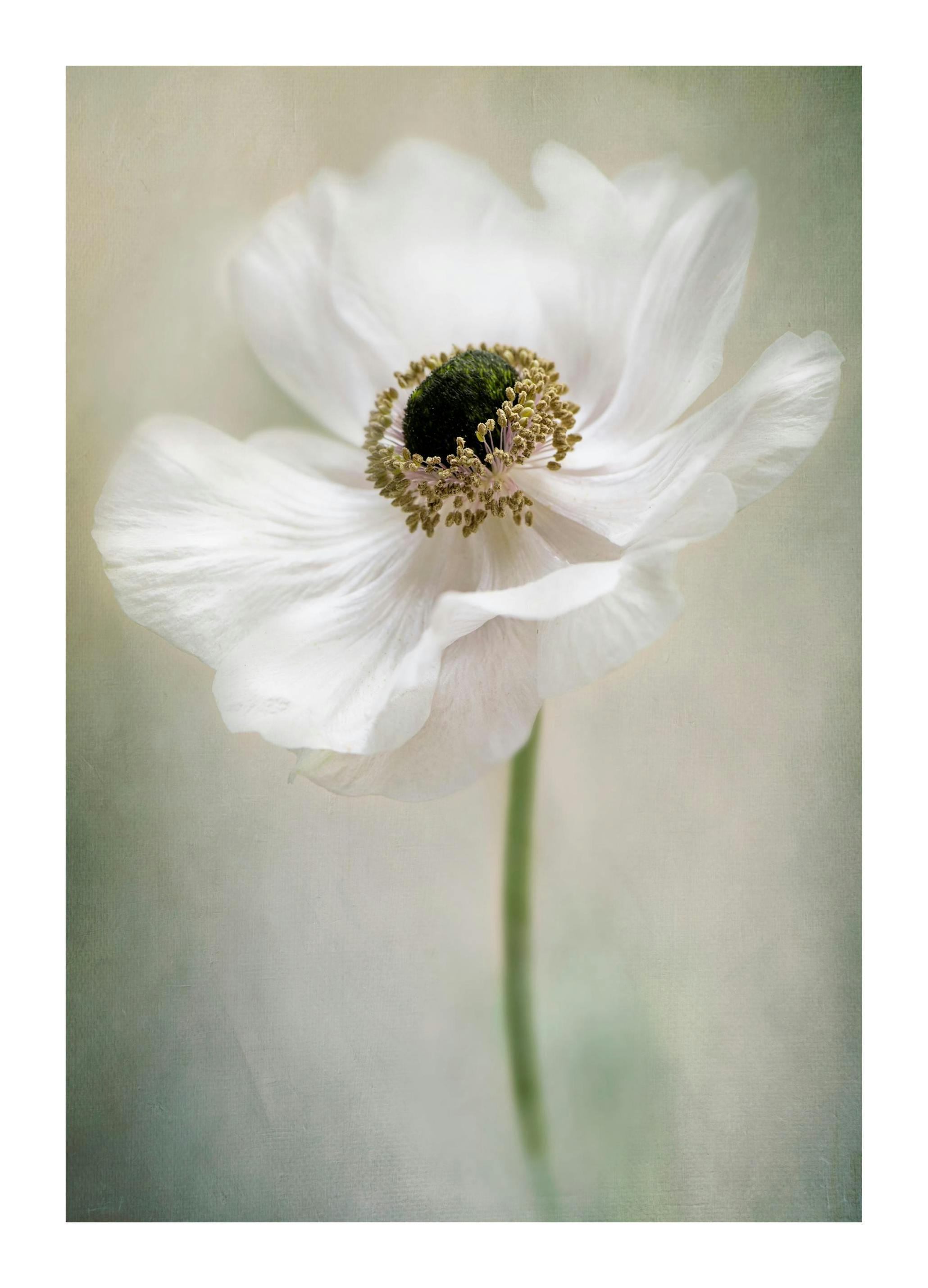 Hvit Enkel Plakat (50x70 cm) - Poster Store