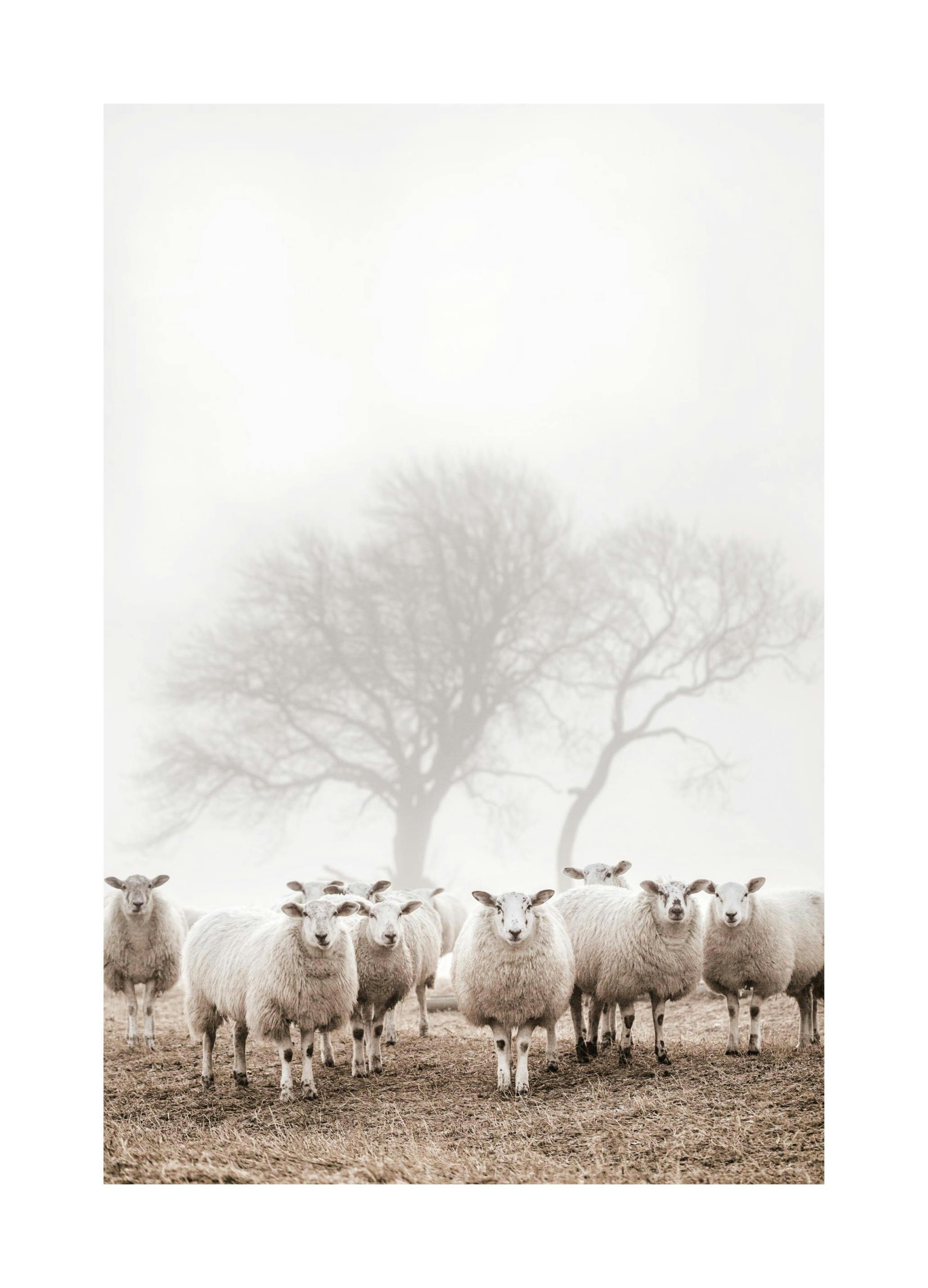 Schapenkudde Poster (30x40 cm) - Poster Store