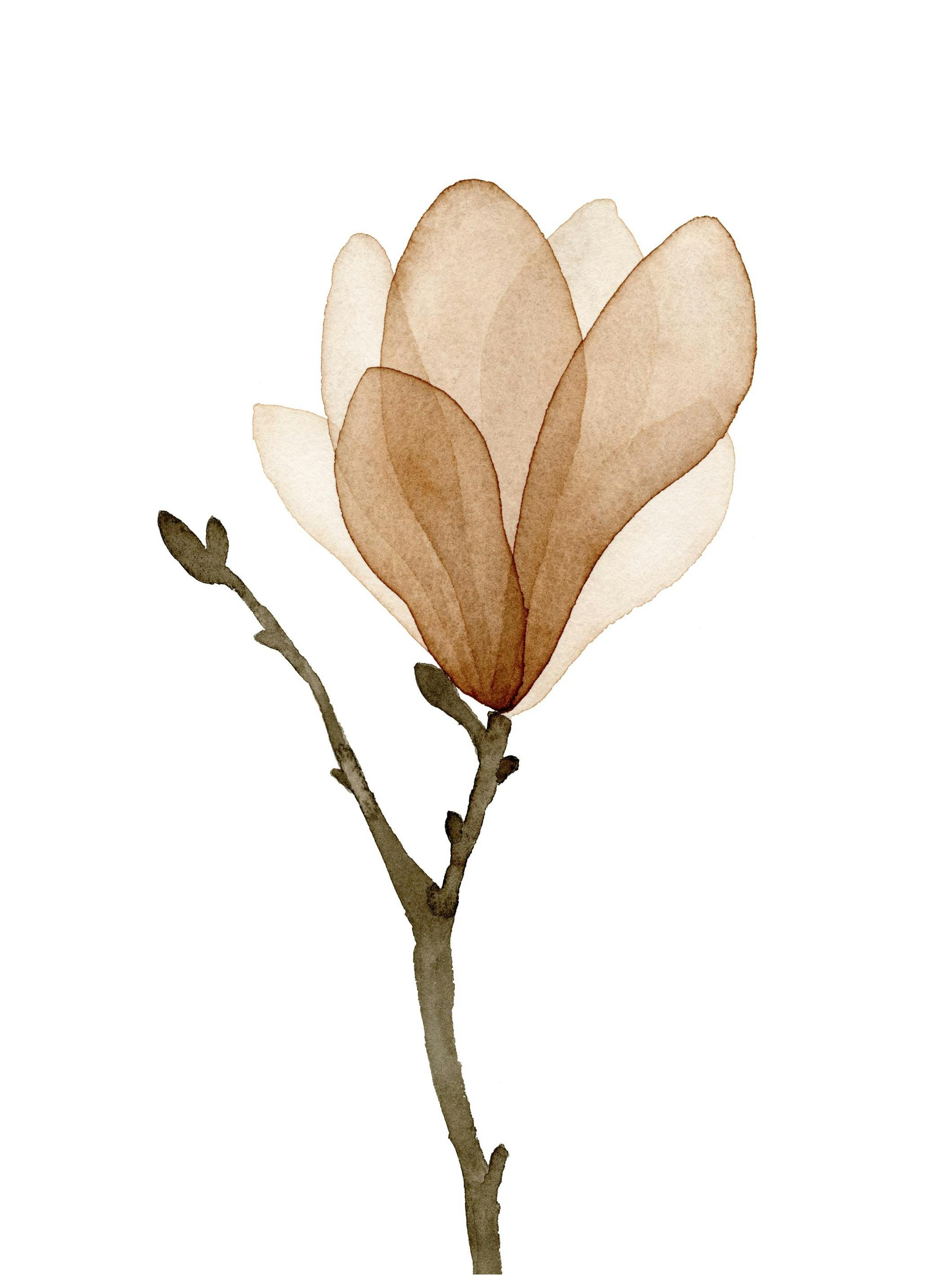 Watercolor Magnolia Poster (50x70 cm) - Poster Store