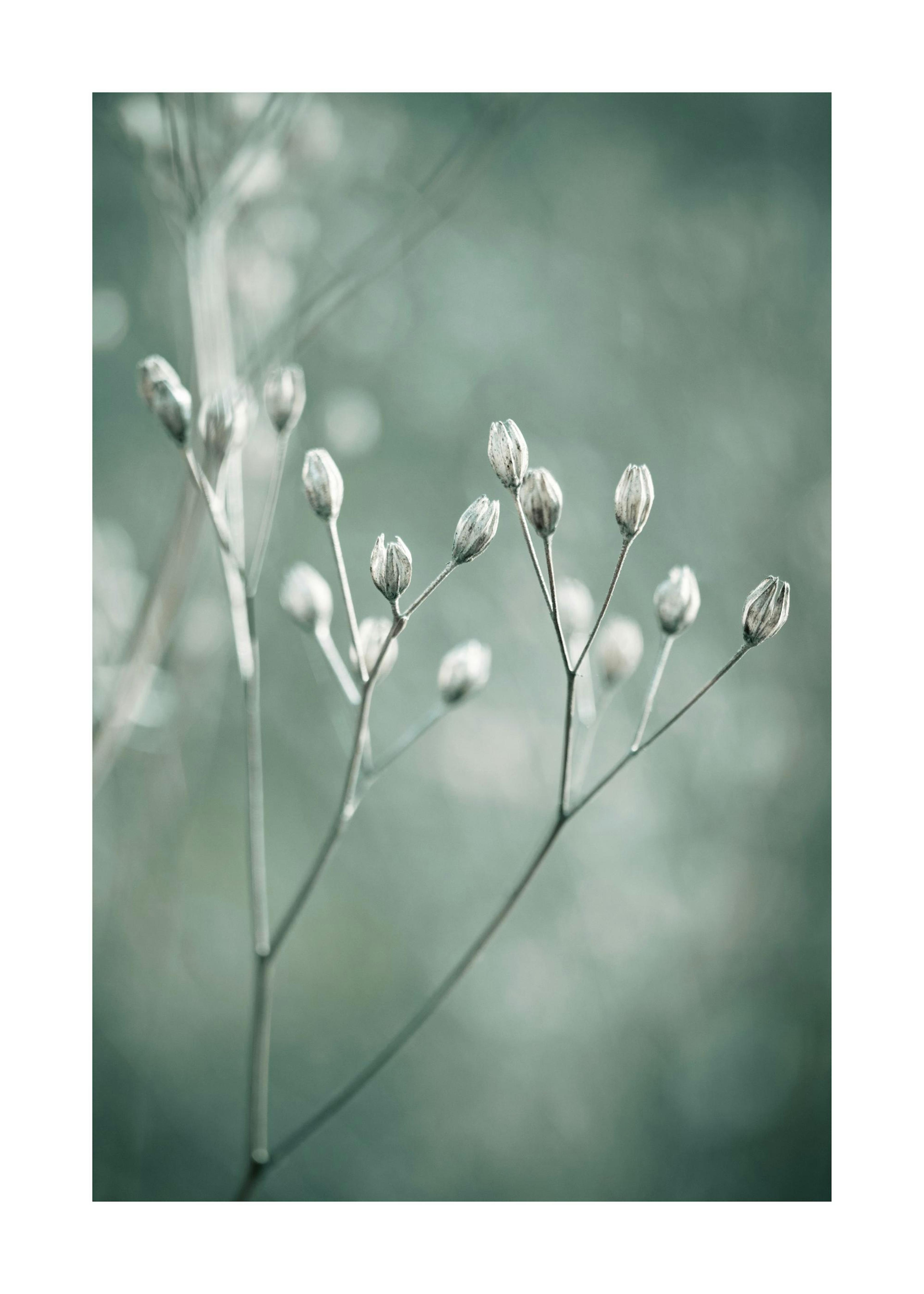 Poetry of Nature No2 Poster 0