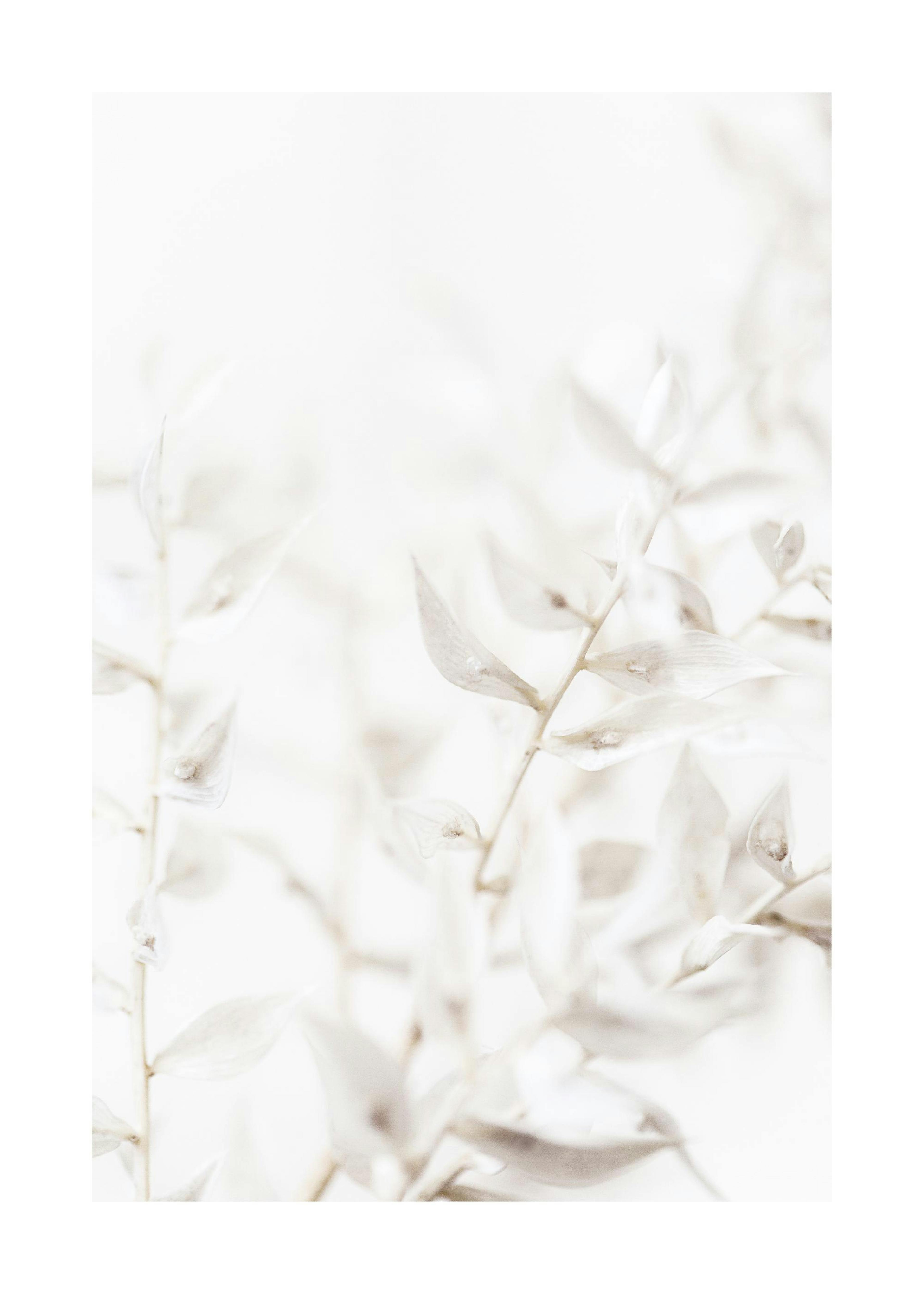 White Dried Flowers Poster 0